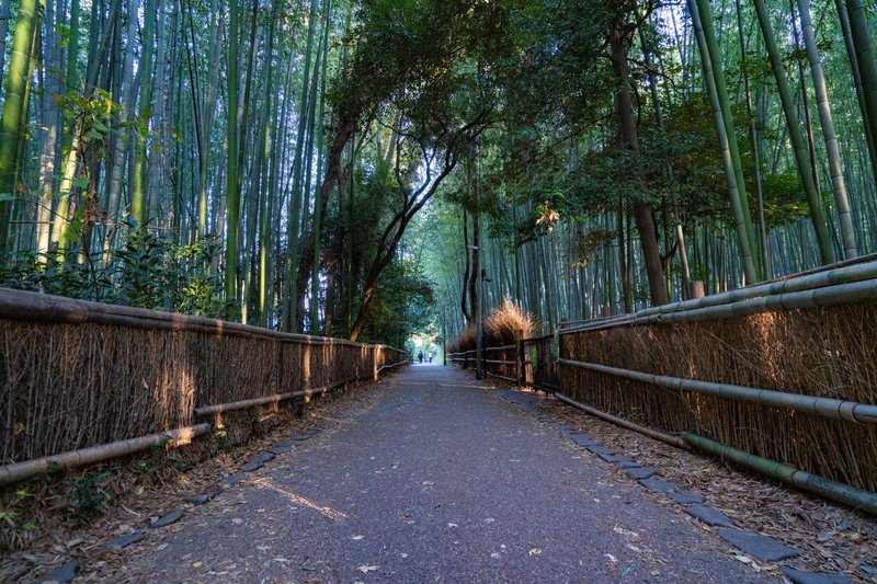 京都の竹林の小径の写真。道の両端に仕切りがあり道を挟むように竹が生い茂っている。