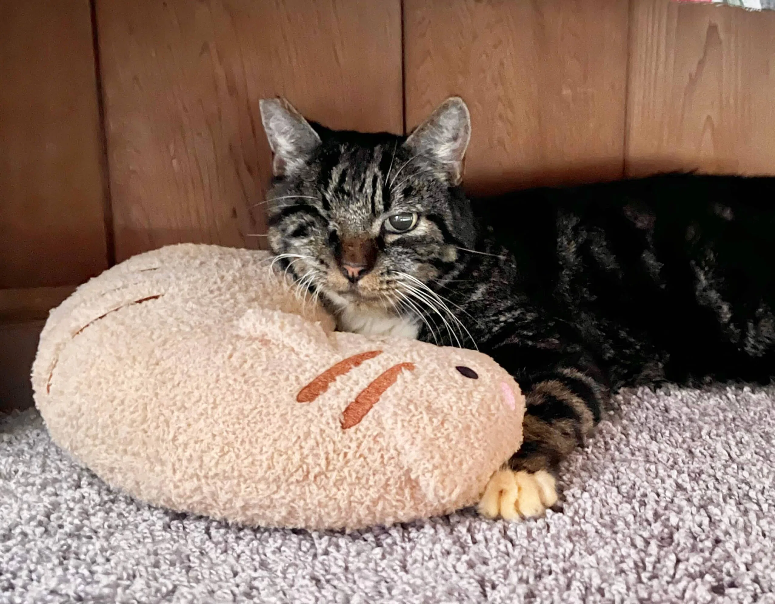 オアフ島から来た猫 オアフ島から来た猫 【公式通販】