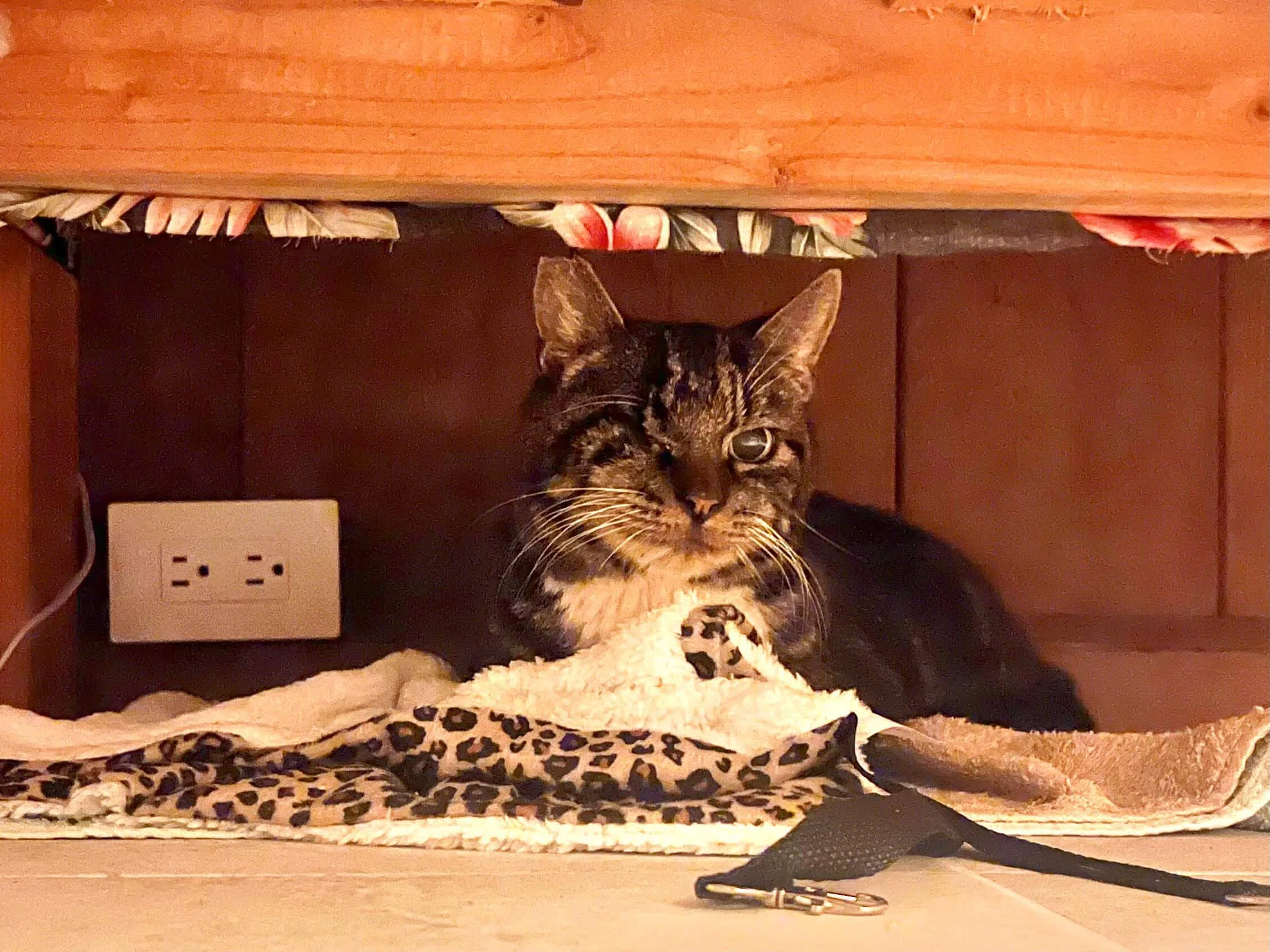 オアフ島から来た猫 ラナイ島から猫を迎えた｜Sayaka