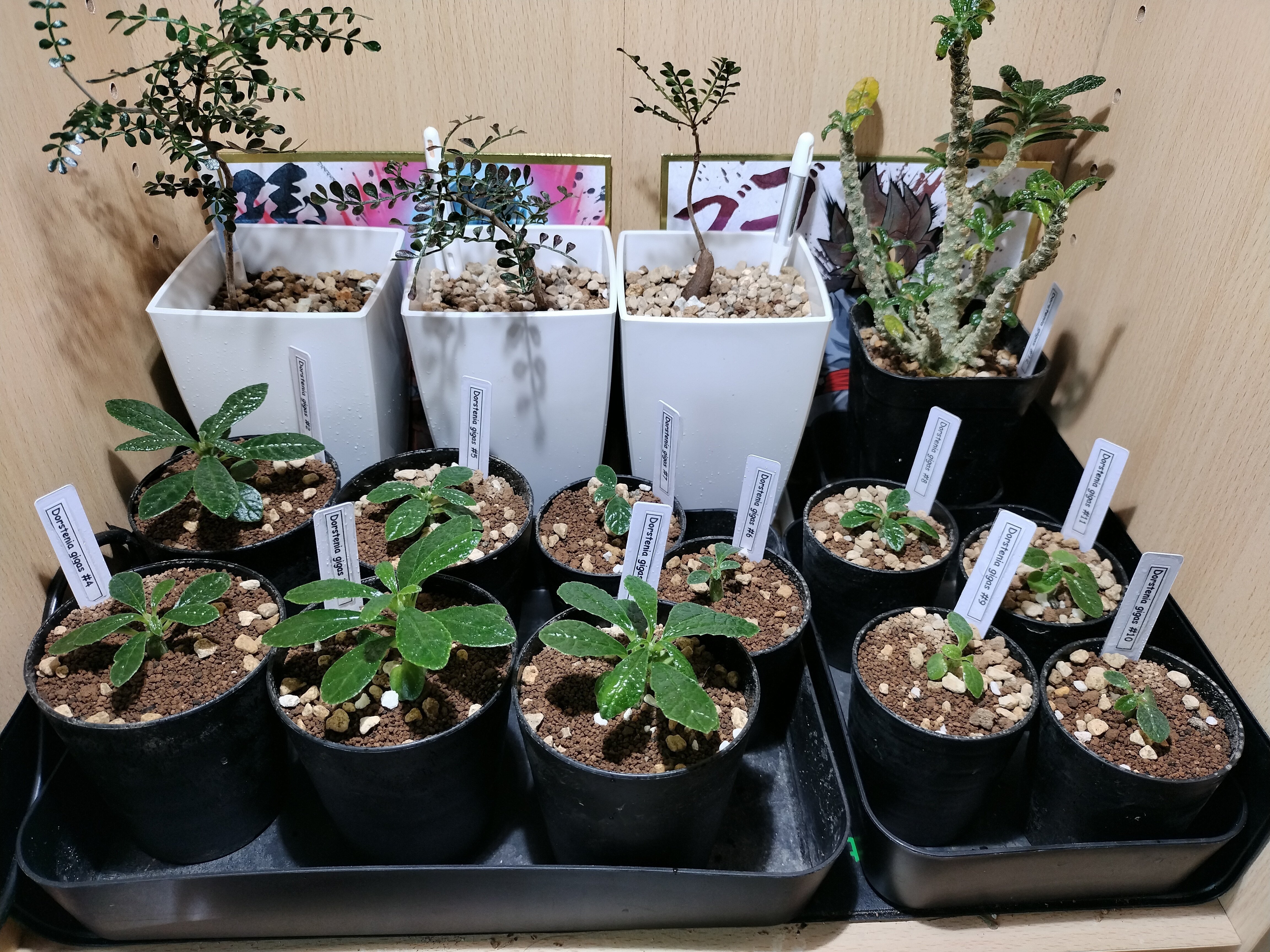 ドルステニアギガス種子　10粒輸入　種 dorstenia gigas seed ドルステニアギガス種子 10粒輸入 種 dorstenia gigas seed