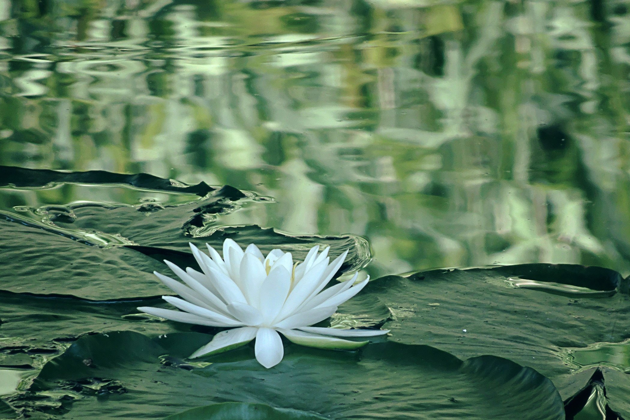 横浜市中区】三溪園で早朝観蓮会が始まった 睡蓮もまたこの季節 23.07