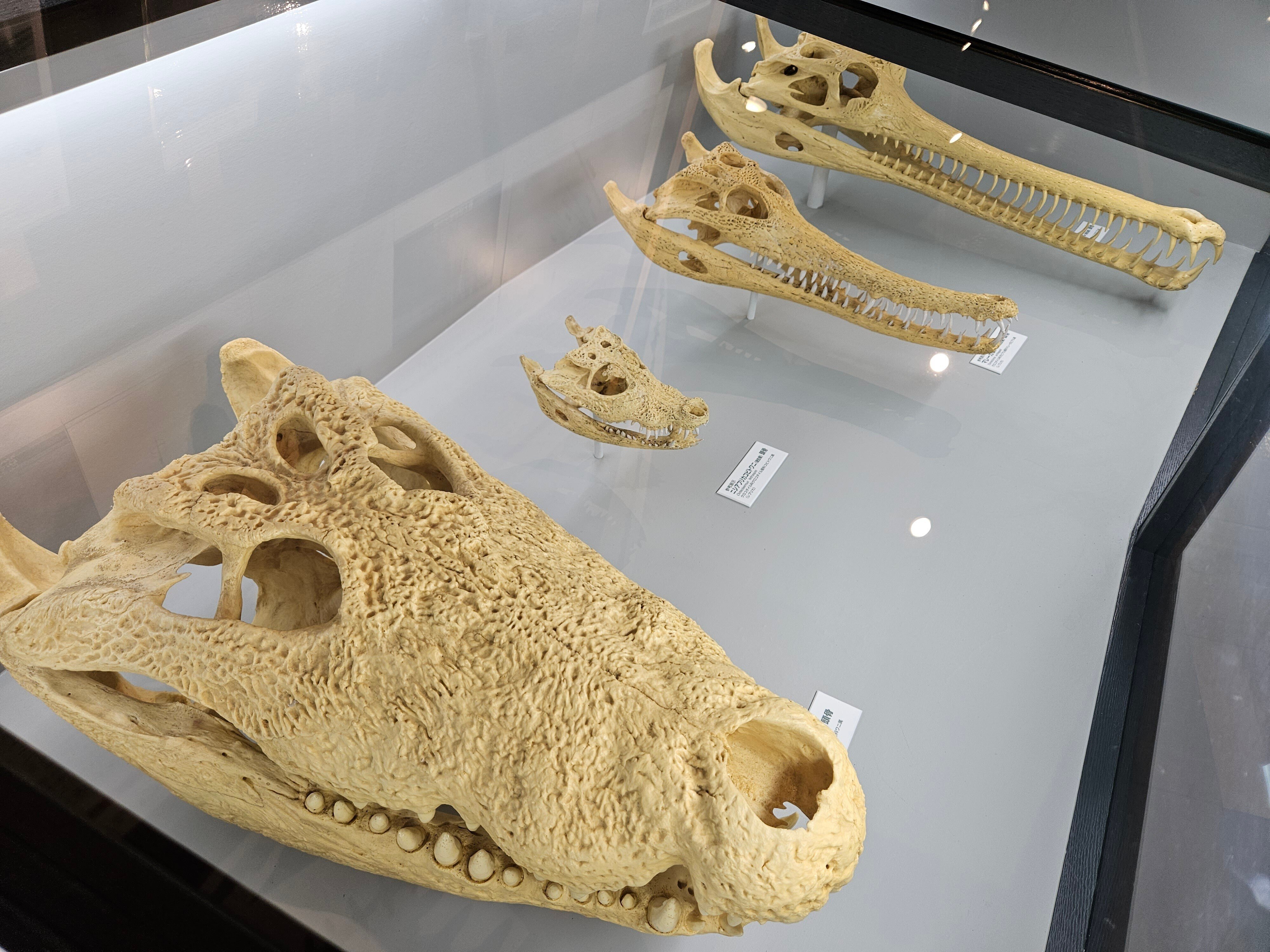 恐竜と同じ時代を生きたワニの祖先の化石を展示 ケガをしたとみ