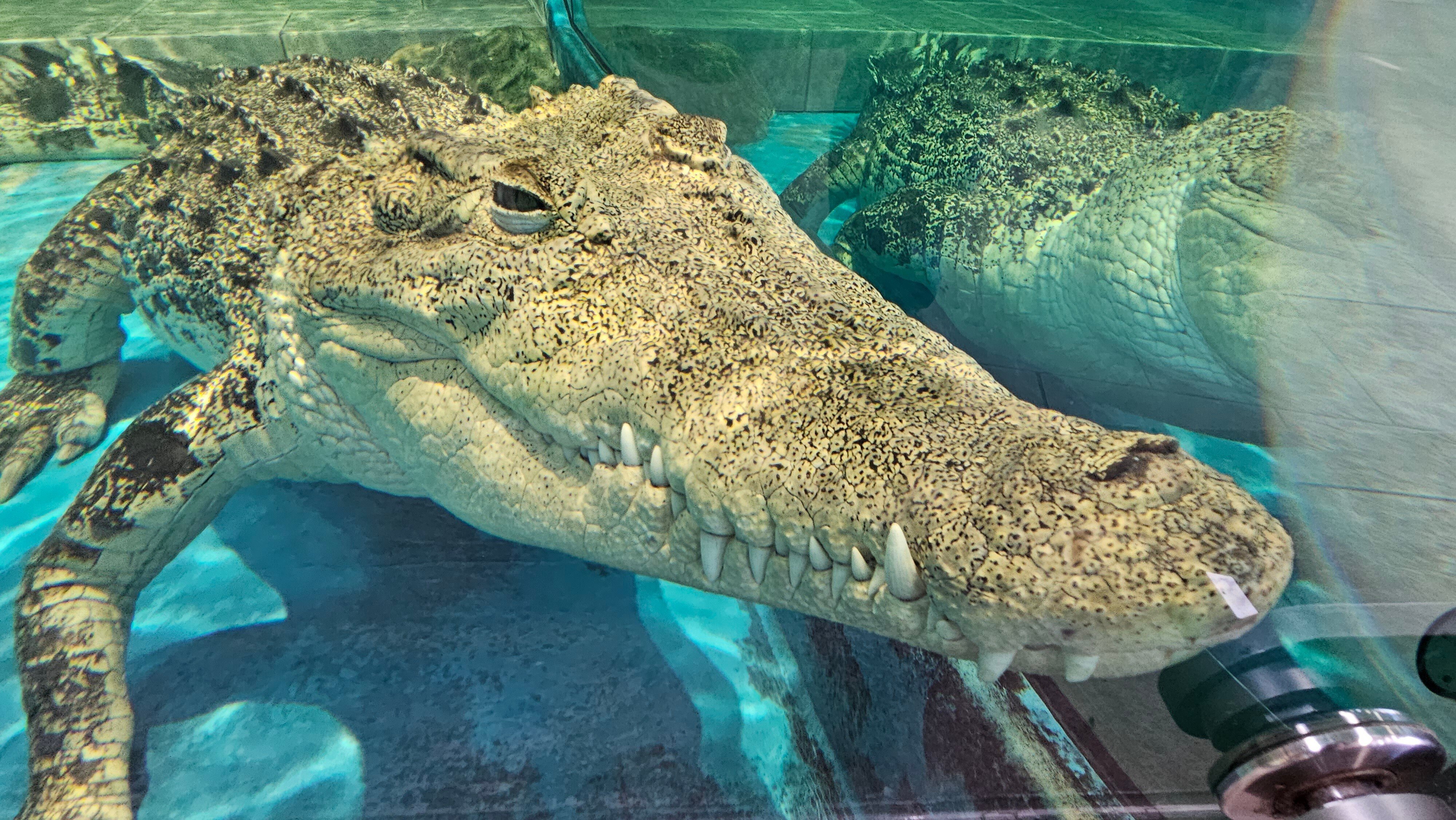 The Lost Universe 古代の巨大ワニ①ワニの始まり｜美原さつき