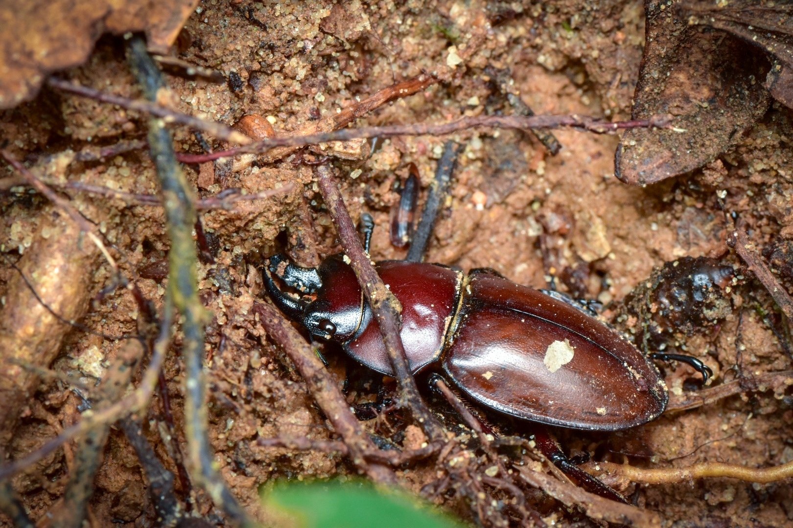 2023.10 西表島紀行 -前編-｜SORA