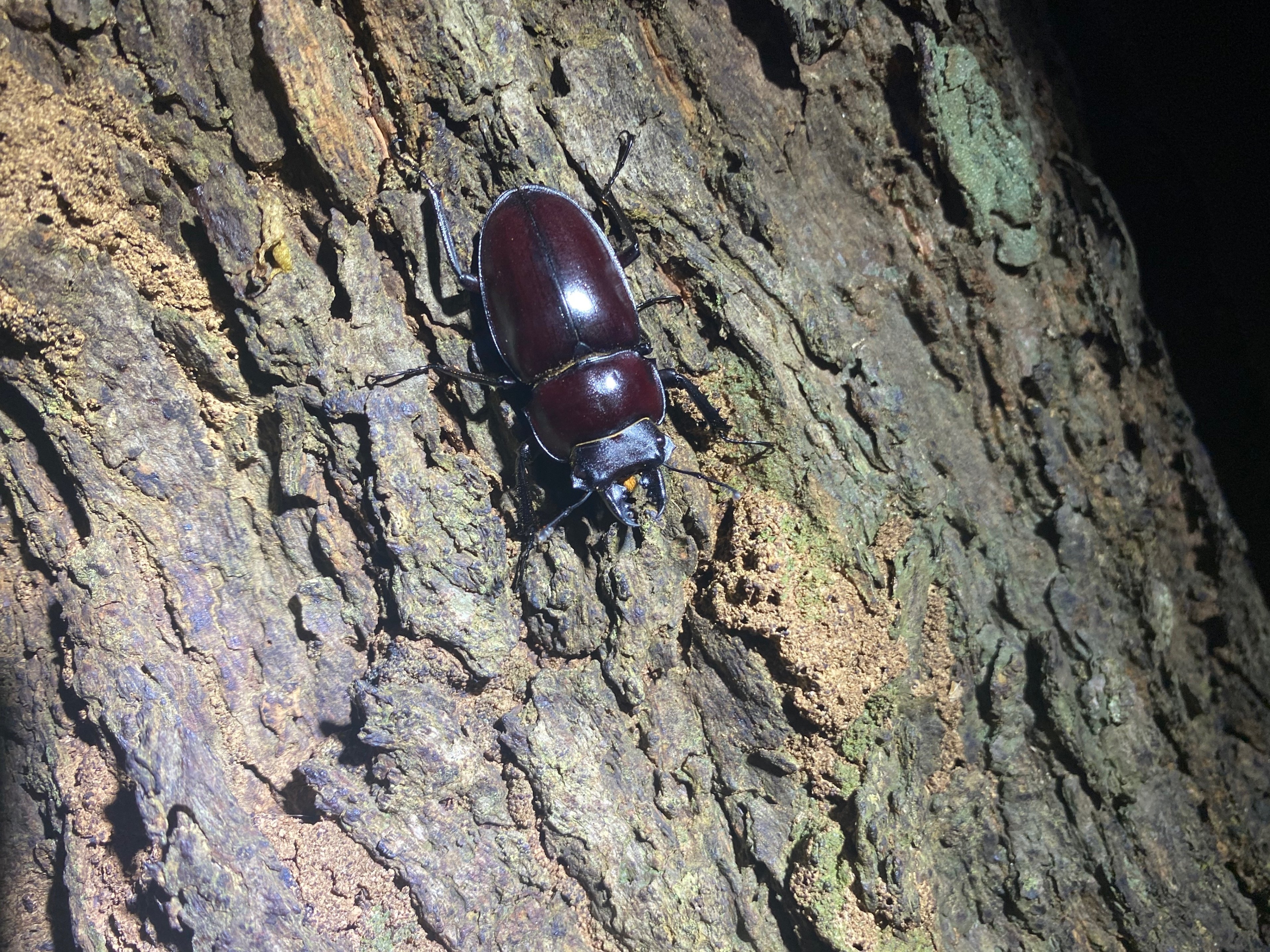 2023.10 西表島紀行 -前編-｜SORA