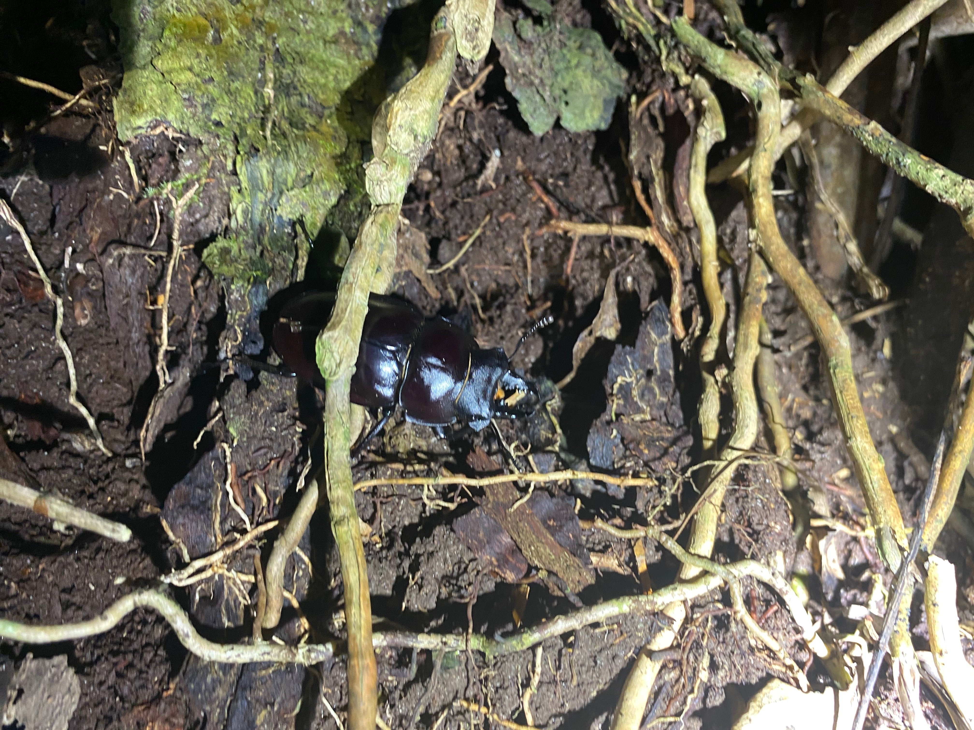 2023.10 西表島紀行 -前編-｜SORA