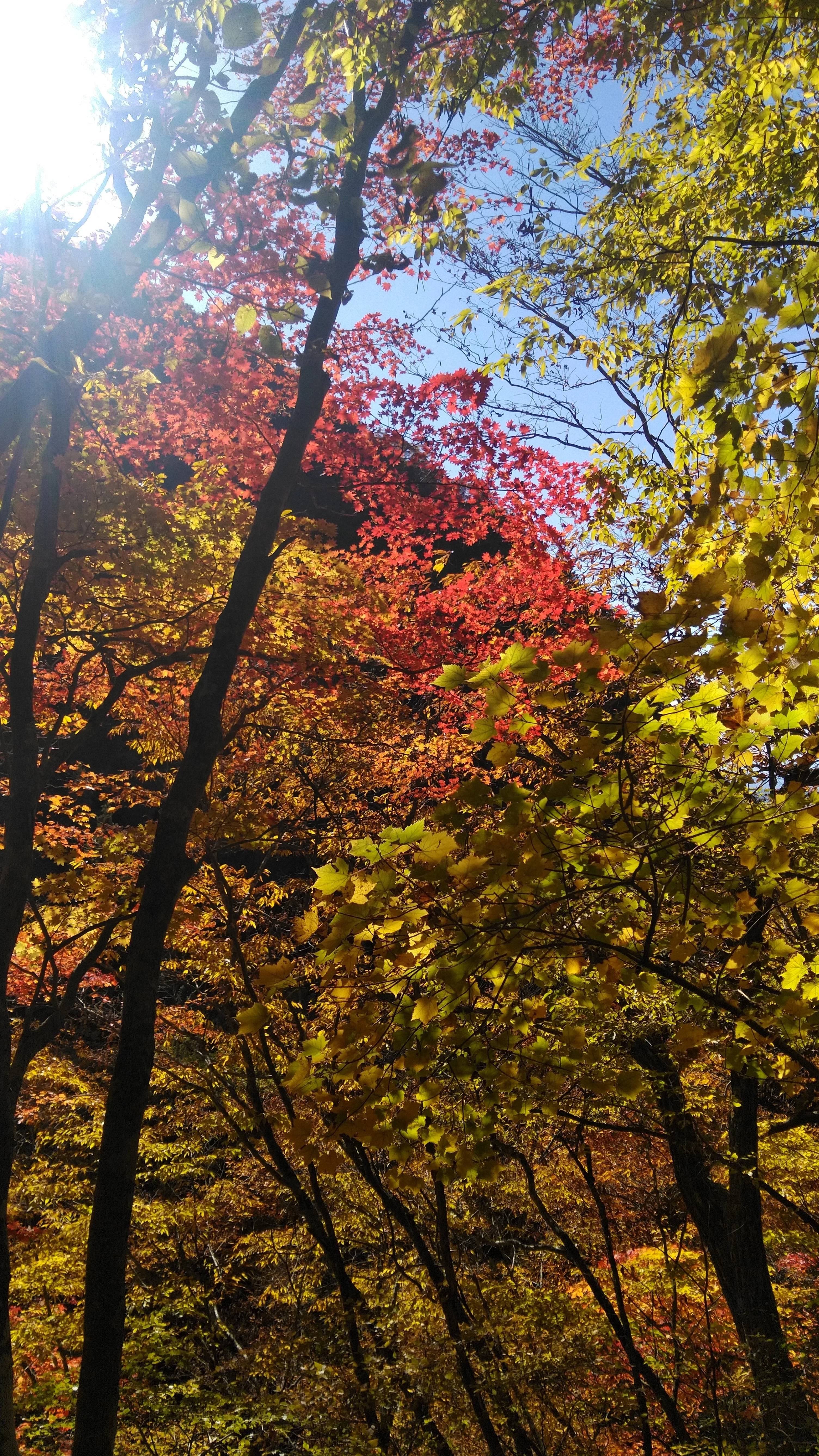Autumn-colored Valley.｜北八ツ@彷徨人