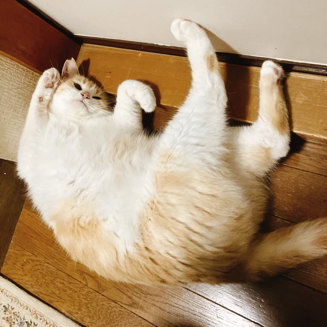 うちのねこを紹介します｜りぐ