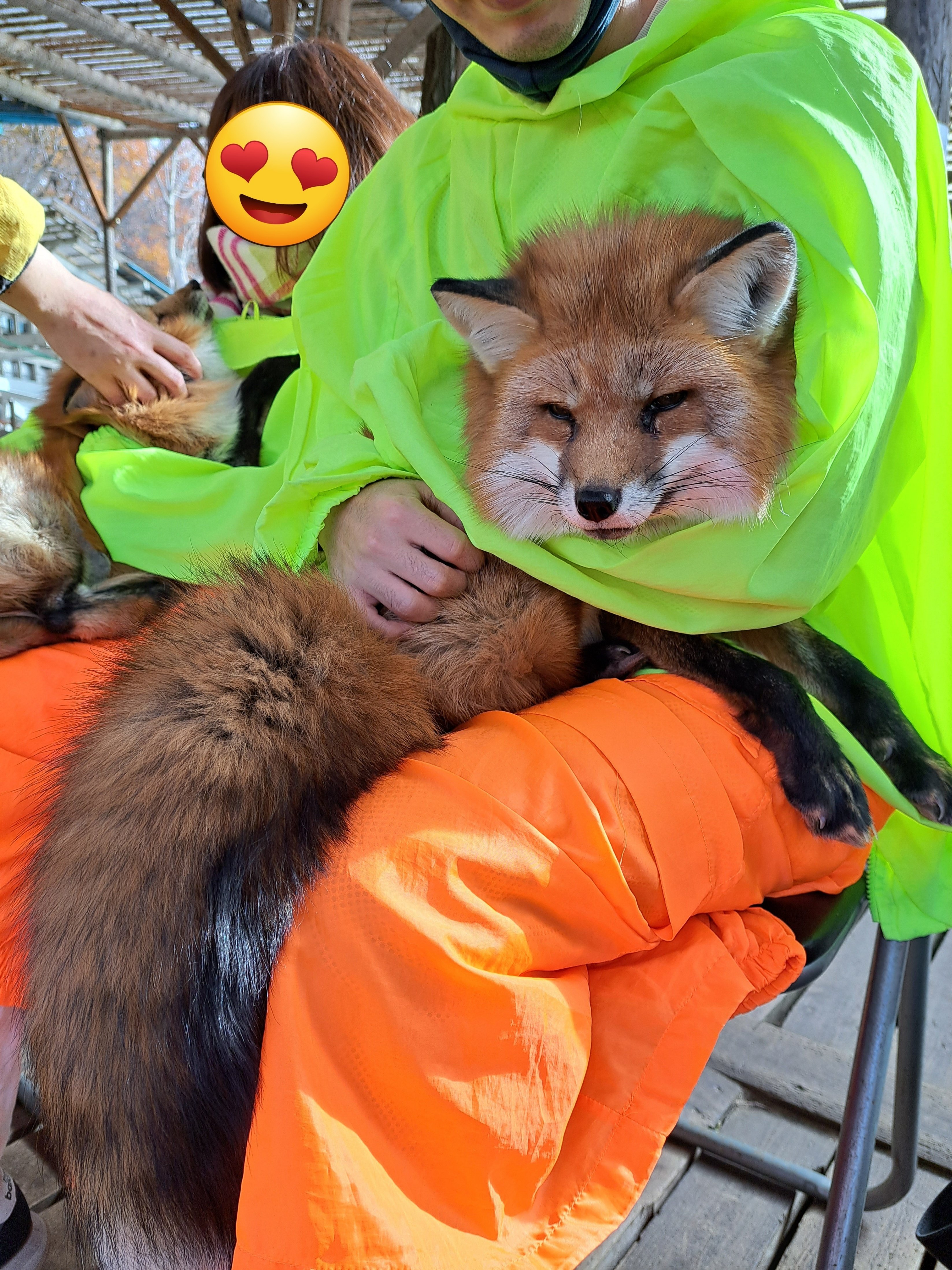 秘蔵キツネ写真 公開｜允可植物