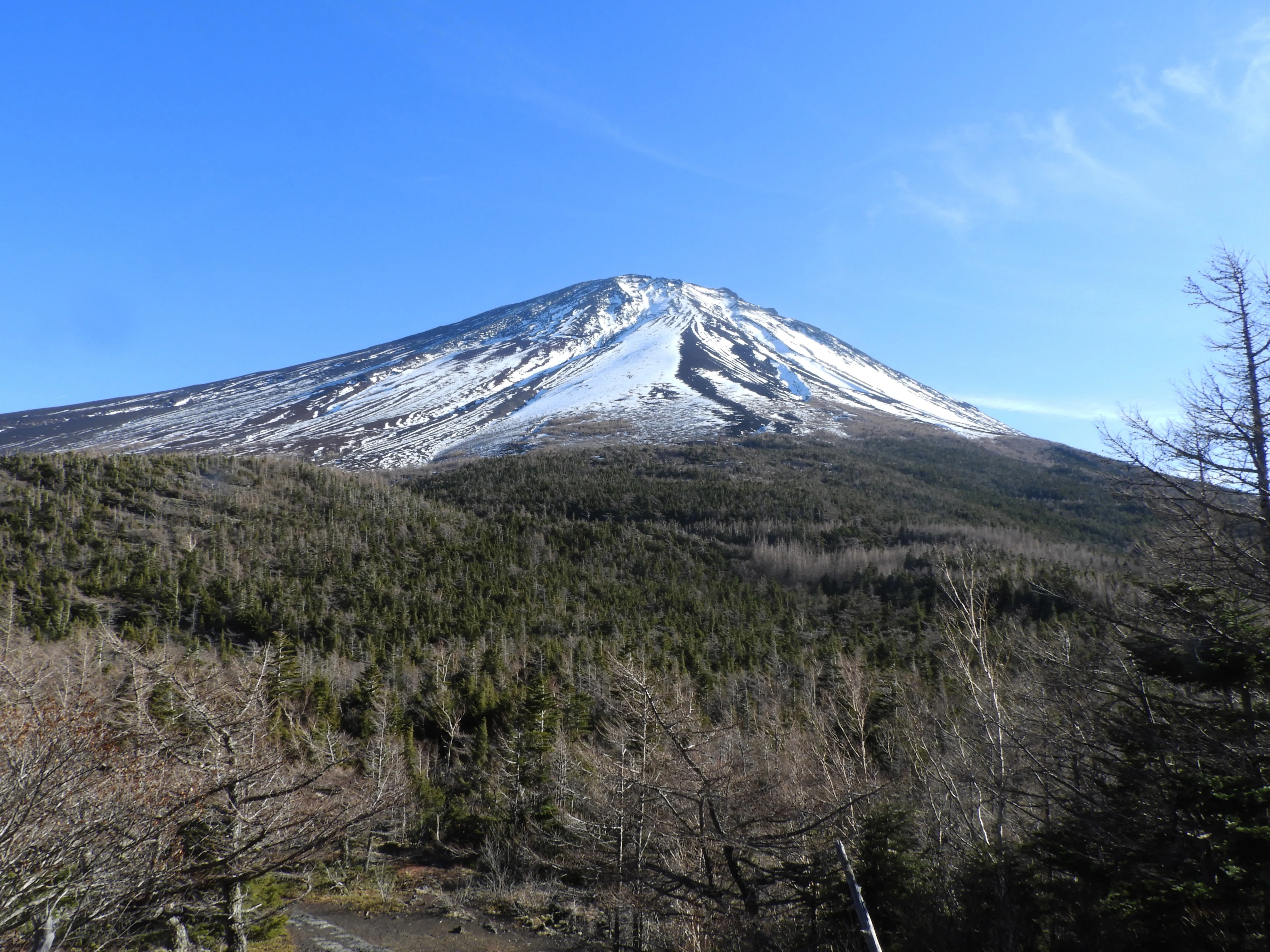 Plant Observation Diary of Mt. Fuji's Ochudo Trail: December 9