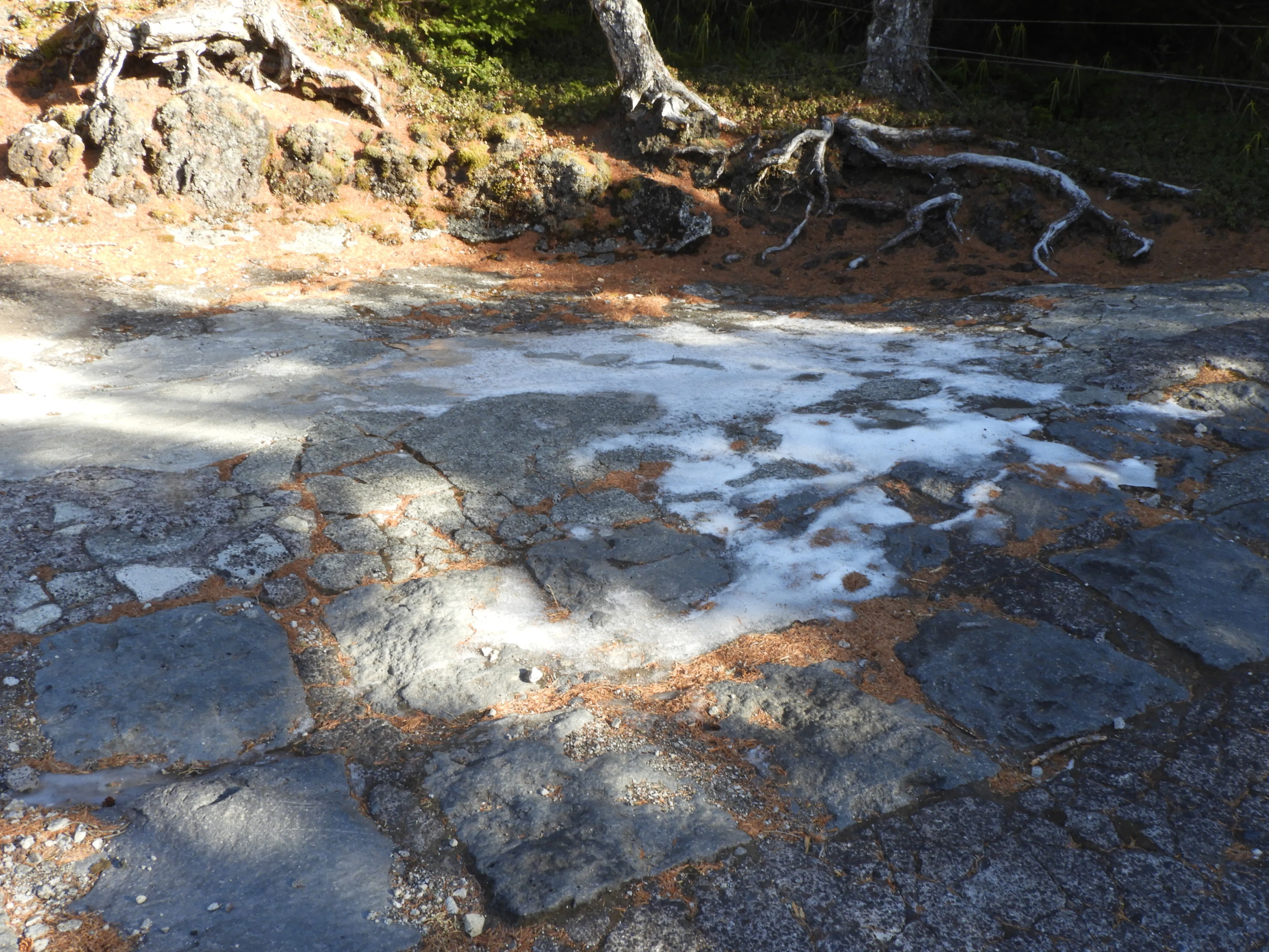 Plant Observation Diary of Mt. Fuji's Ochudo Trail: December 9