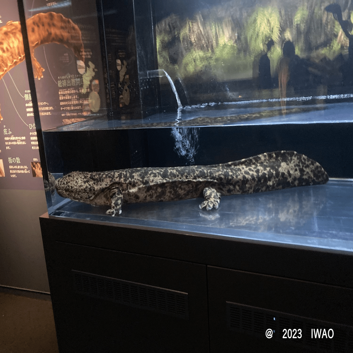 オオサンショウウオに沼った展－京都水族館企画展示－(2023/11/26