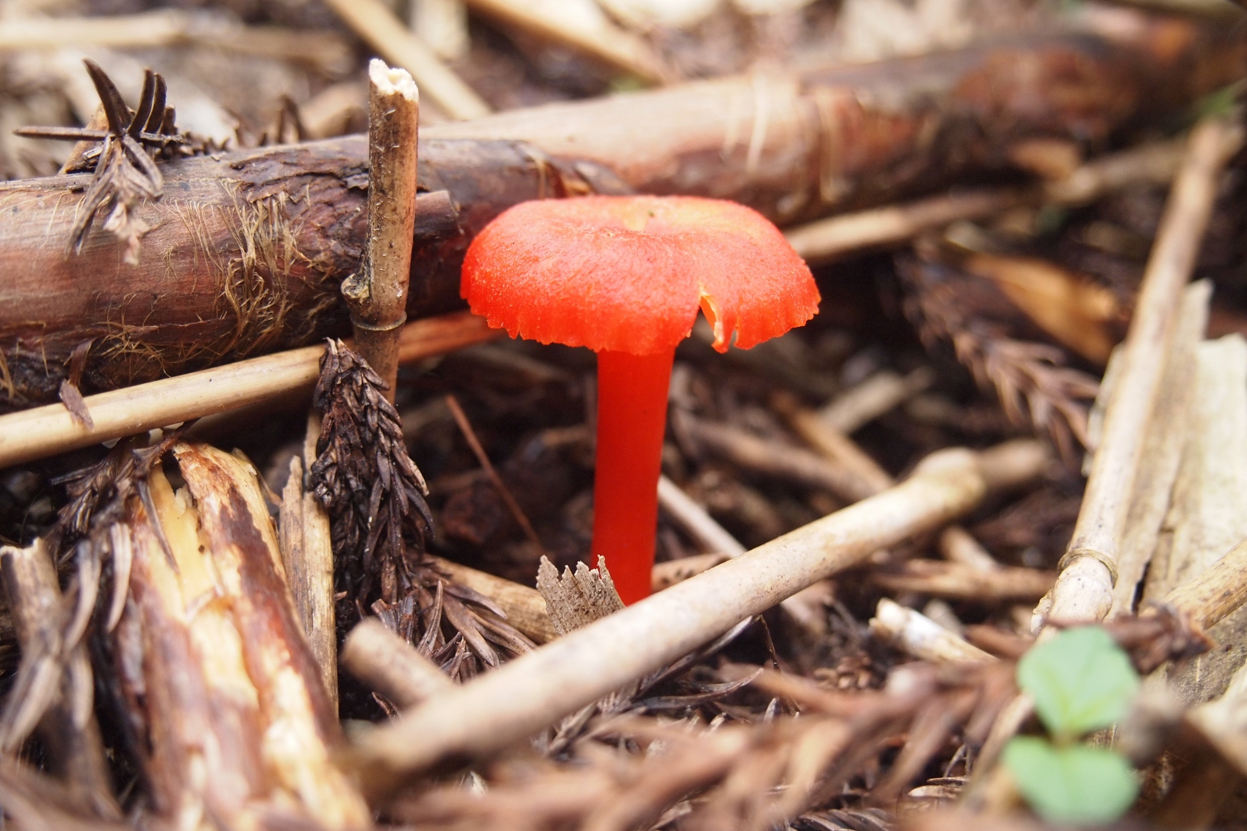 きつねと傘ときのこと-Standard Japanese Name- ｜Kappa japonica(SCP