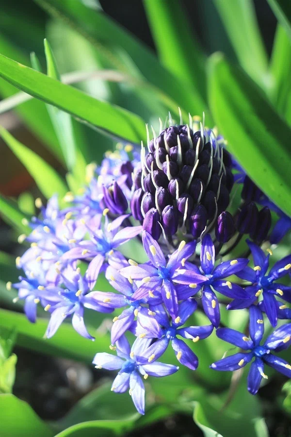 エクター 44ミリ F3．5｜一花幻