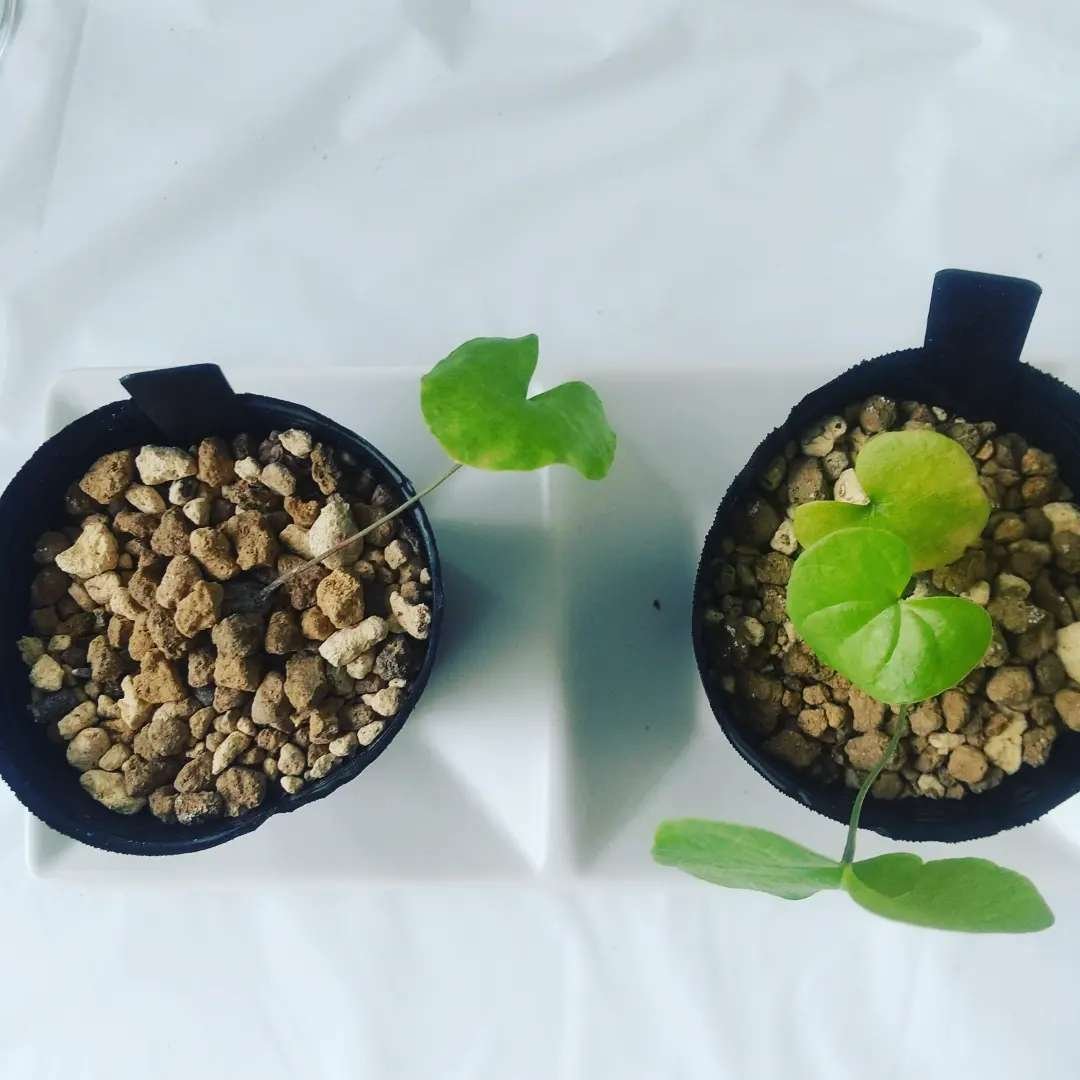 亀甲竜 アフリカ 実生選抜株 鉢のまま発送 101 