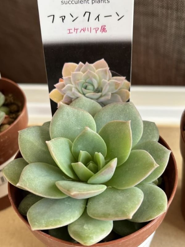 ファンクィーン（エケベリア属）｜ひなよっこ