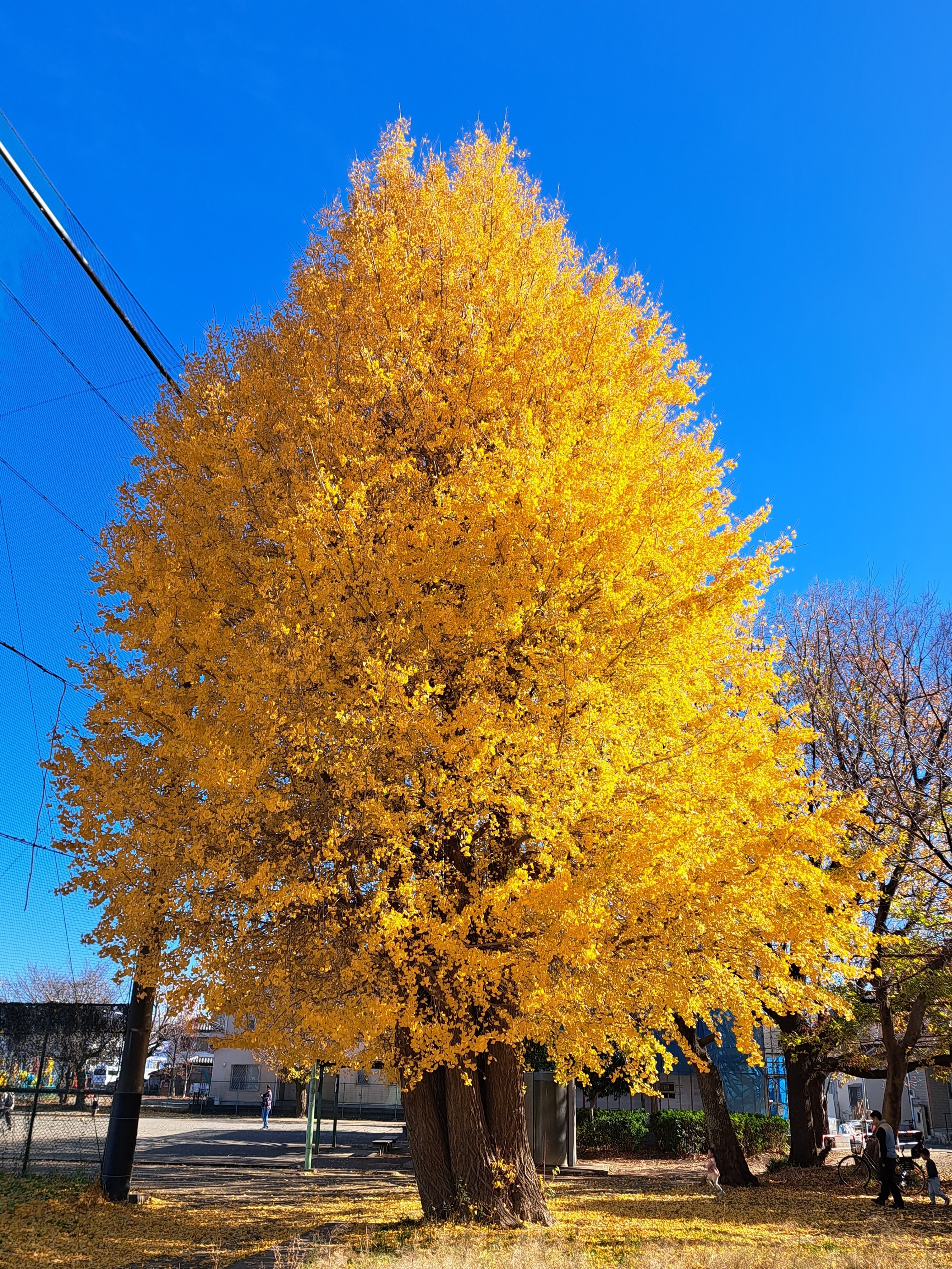 紅葉☆ 街歩きスケッチ：川崎市営・稲田公園の紅葉｜わたなべ・えいいち