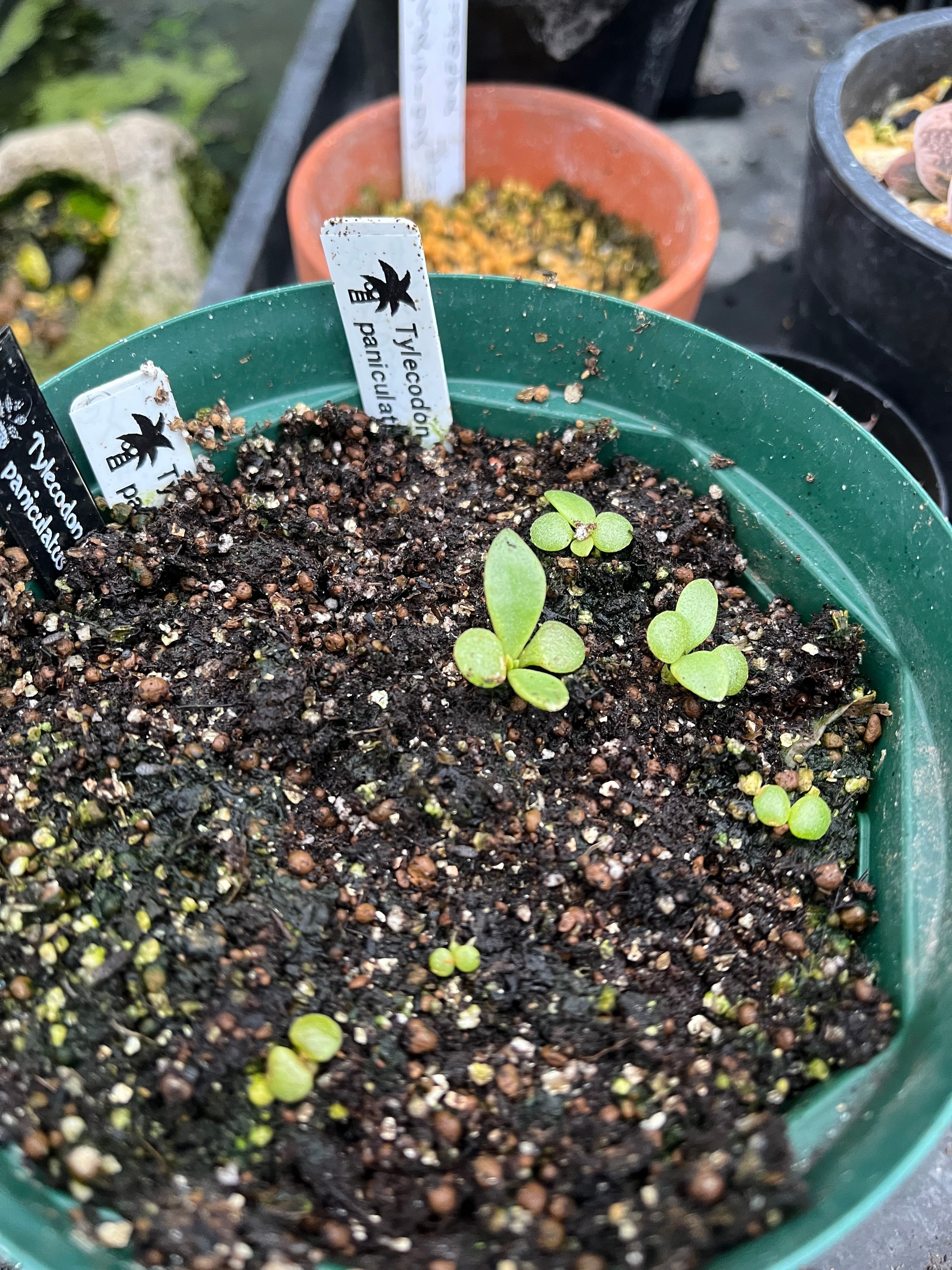 トゲもの発芽のための用土とは｜KKGREEN