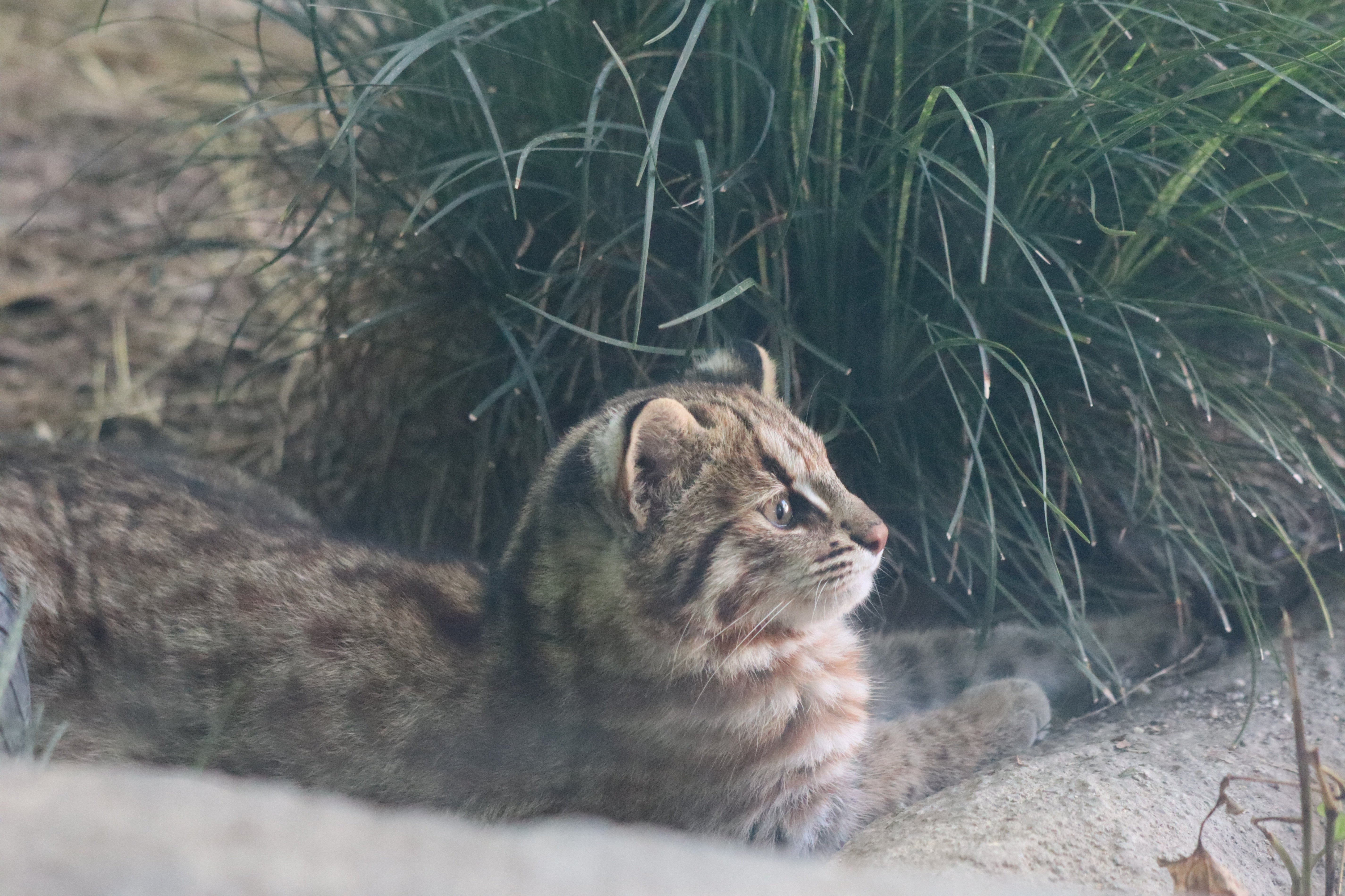 冬、それはツシマヤマネコの移動の季節｜三谷みどり