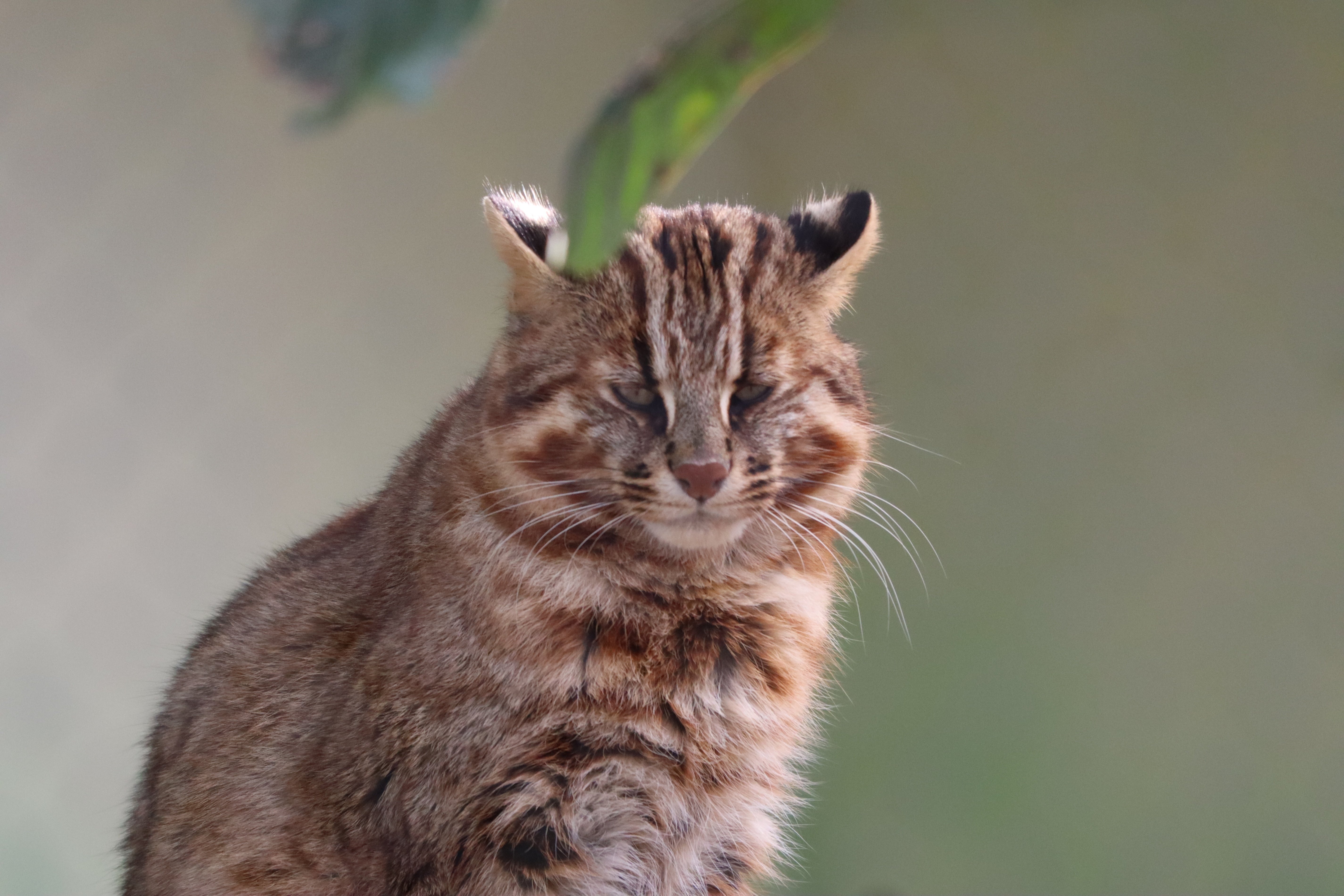 ヤマネコ 冬、それはツシマヤマネコの移動の季節｜三谷みどり