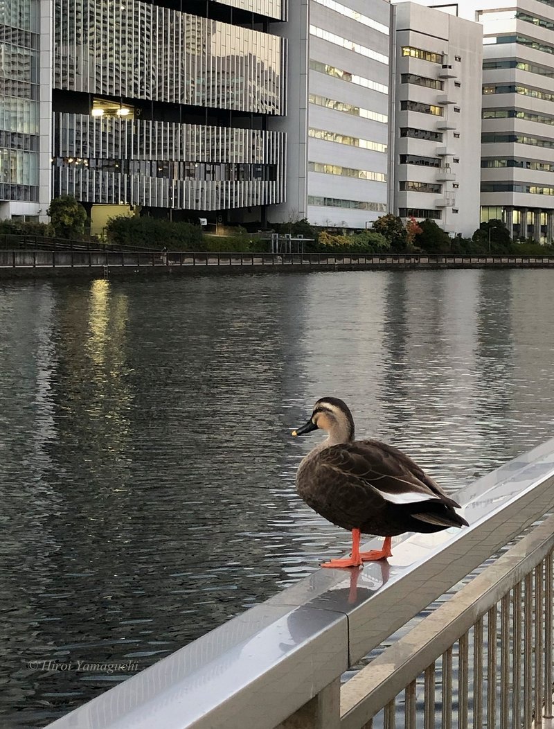 軽鴨(カルガモ(季語は夏(軽鳬の子)))がいました。柵に留まり、上から仲間を見ています。何か気になったのかな？