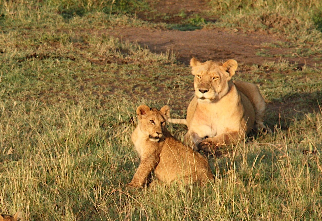 図鑑だけじゃサファリは楽しめない！ もっと大事なことって⁉｜武田ちょ