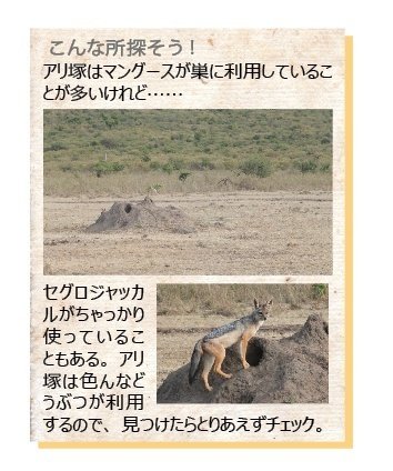 図鑑だけじゃサファリは楽しめない！ もっと大事なことって