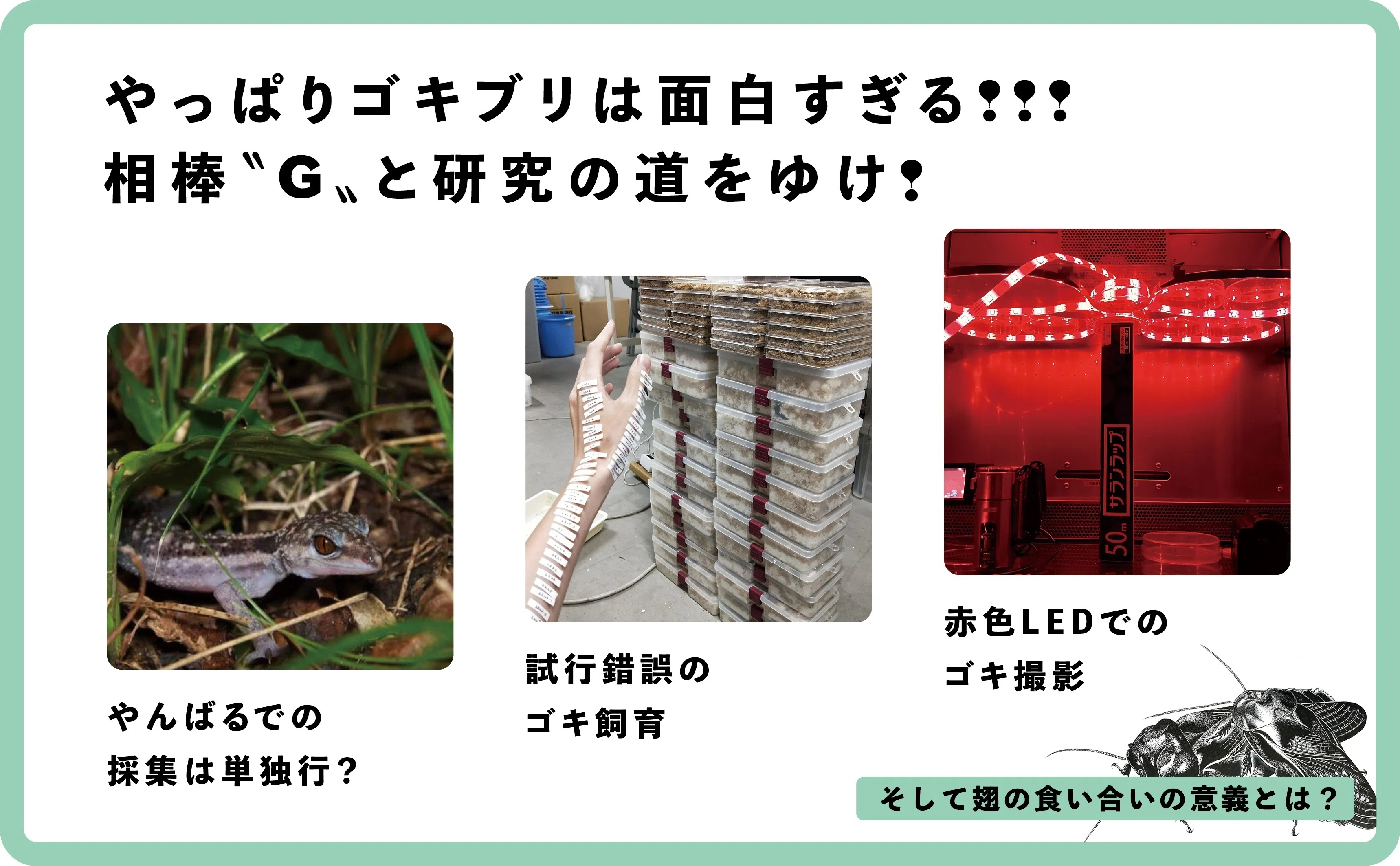 ゴキブリ い なくなっ た