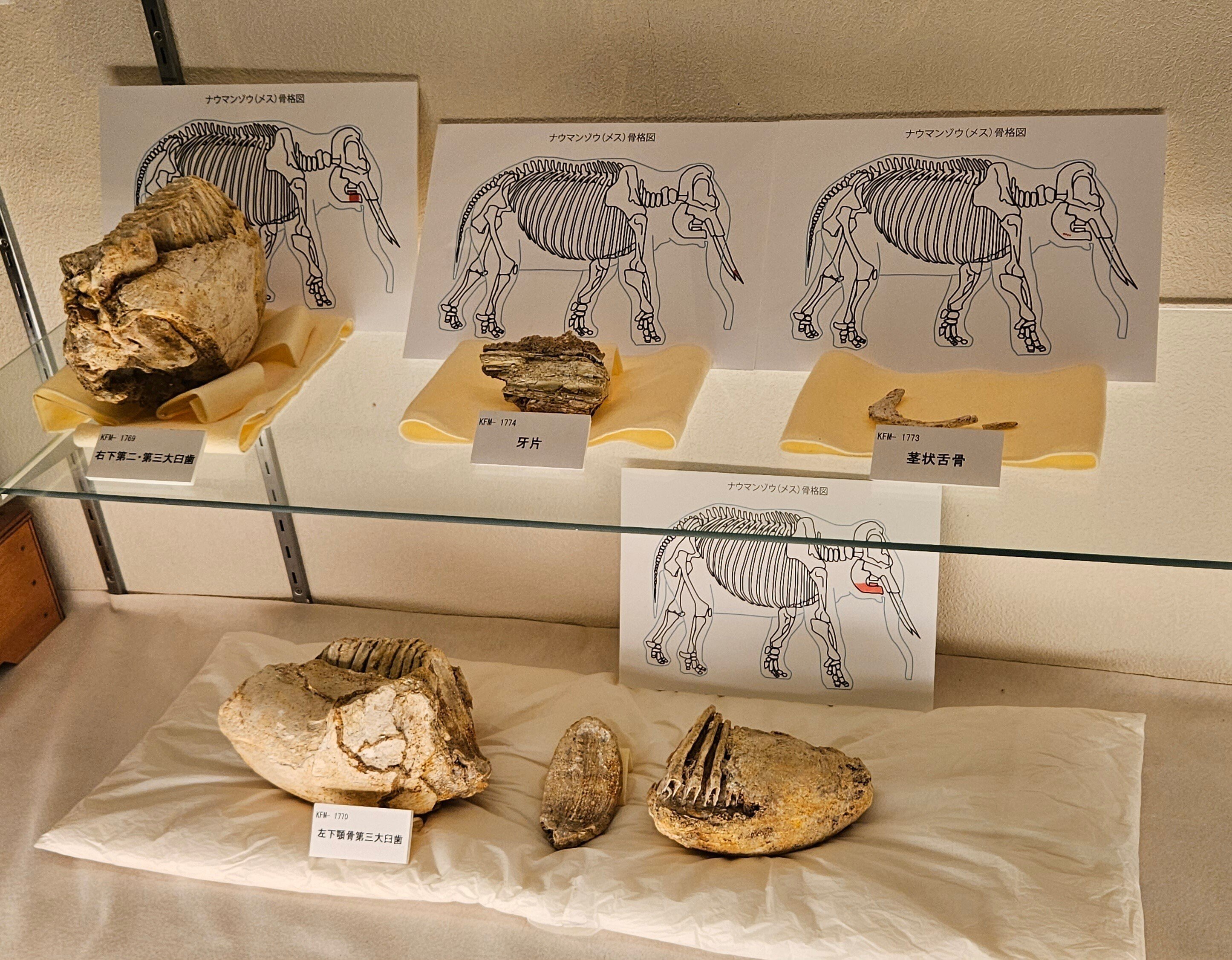 全国自然博物館の旅【16】佐野市葛生化石館｜美原さつき