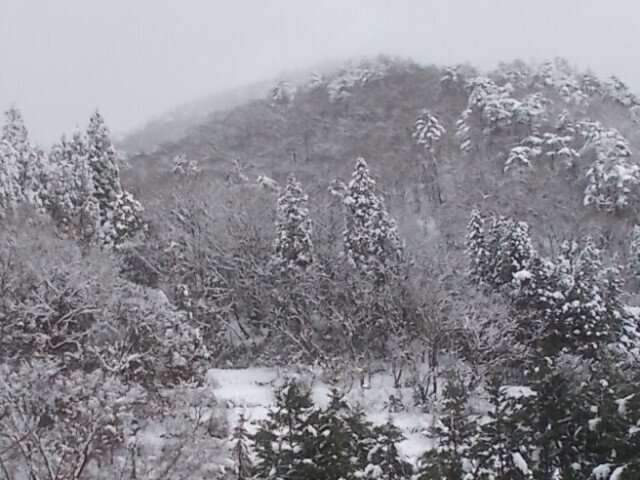 グランスノー奥伊吹 今シーズン、祝オープン 積雪60cm オープン