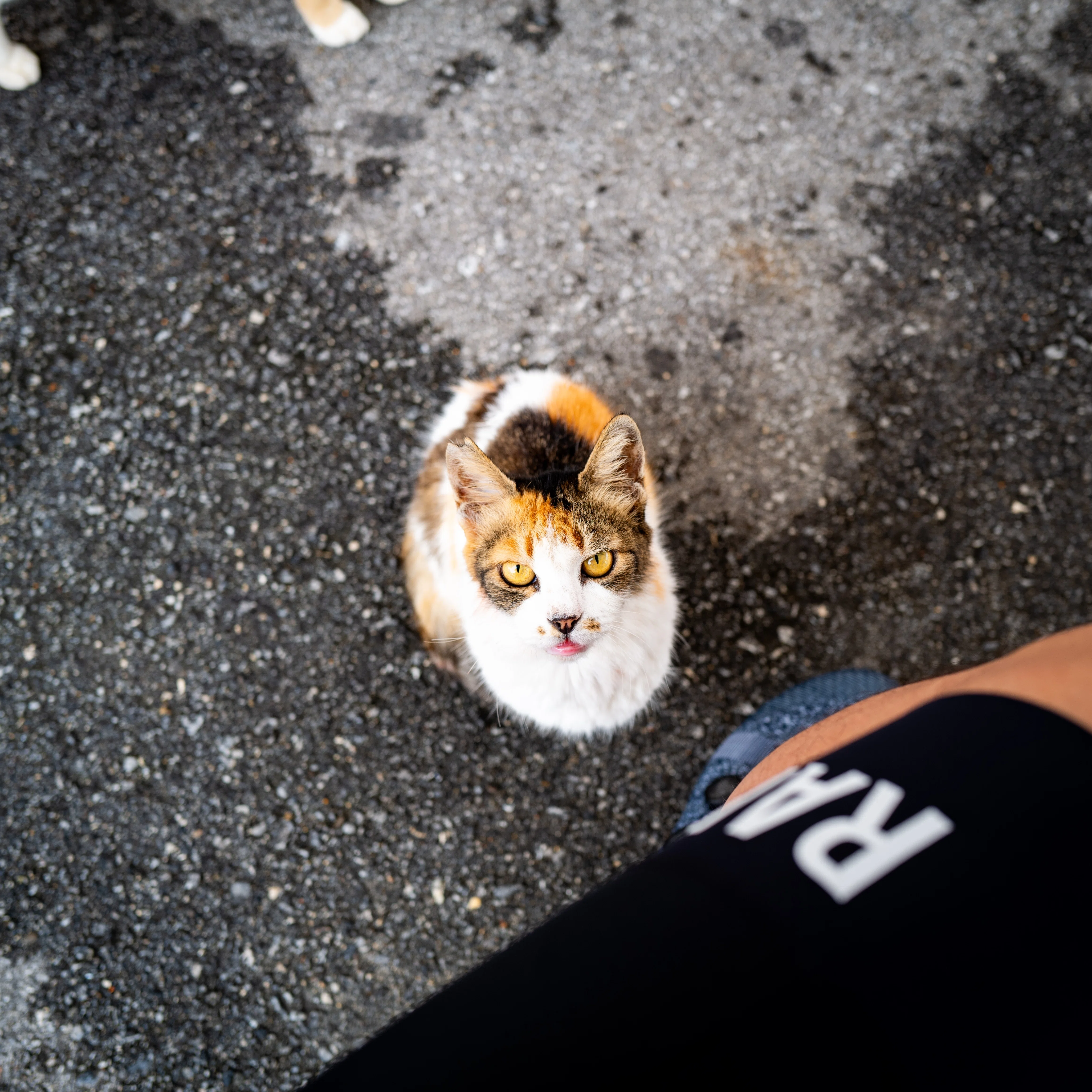 じーっと猫がサクサク天ぷらが100円沖縄の小島をロードバイクで