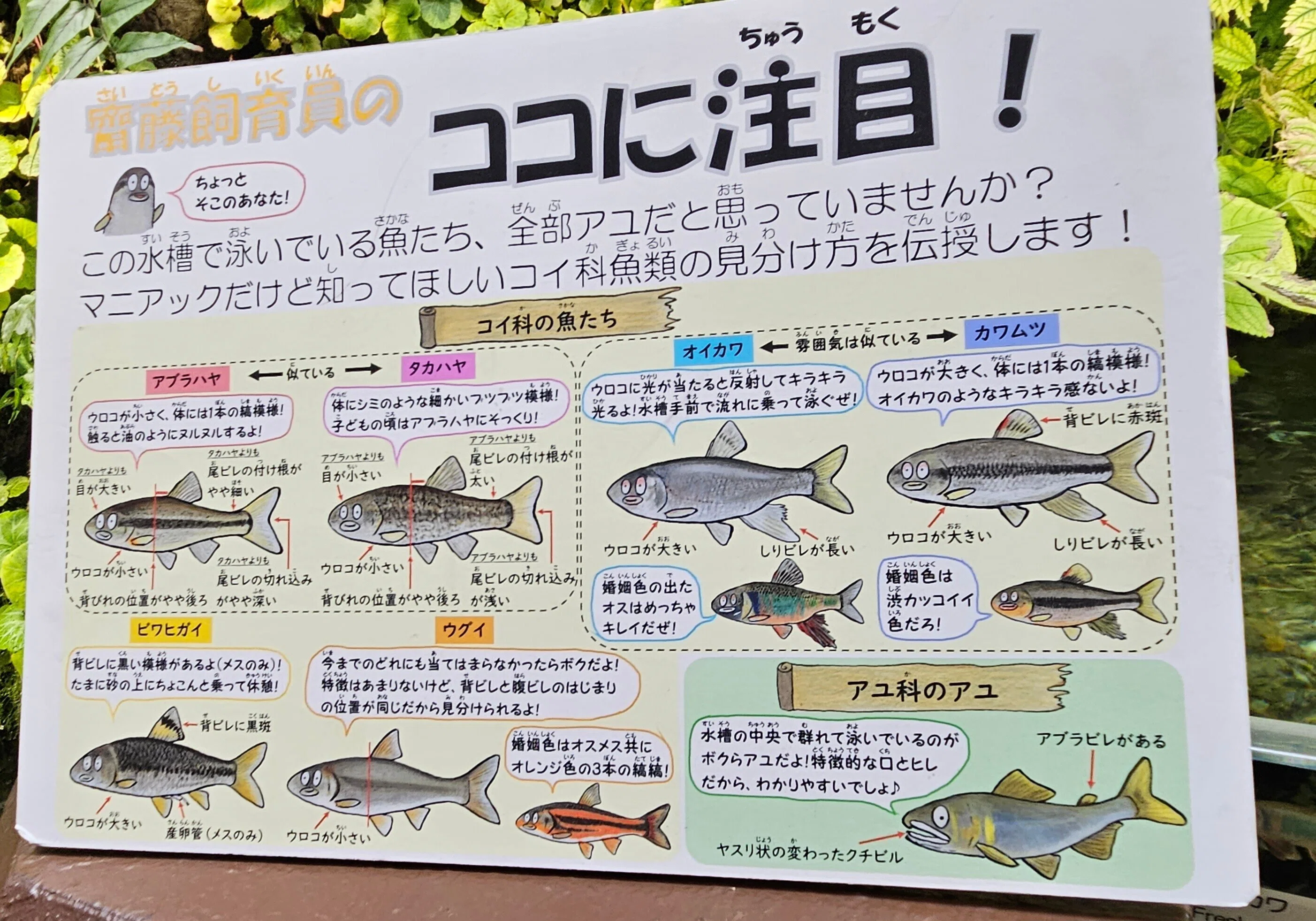 全国水族館の旅【16】魚津水族館｜美原さつき