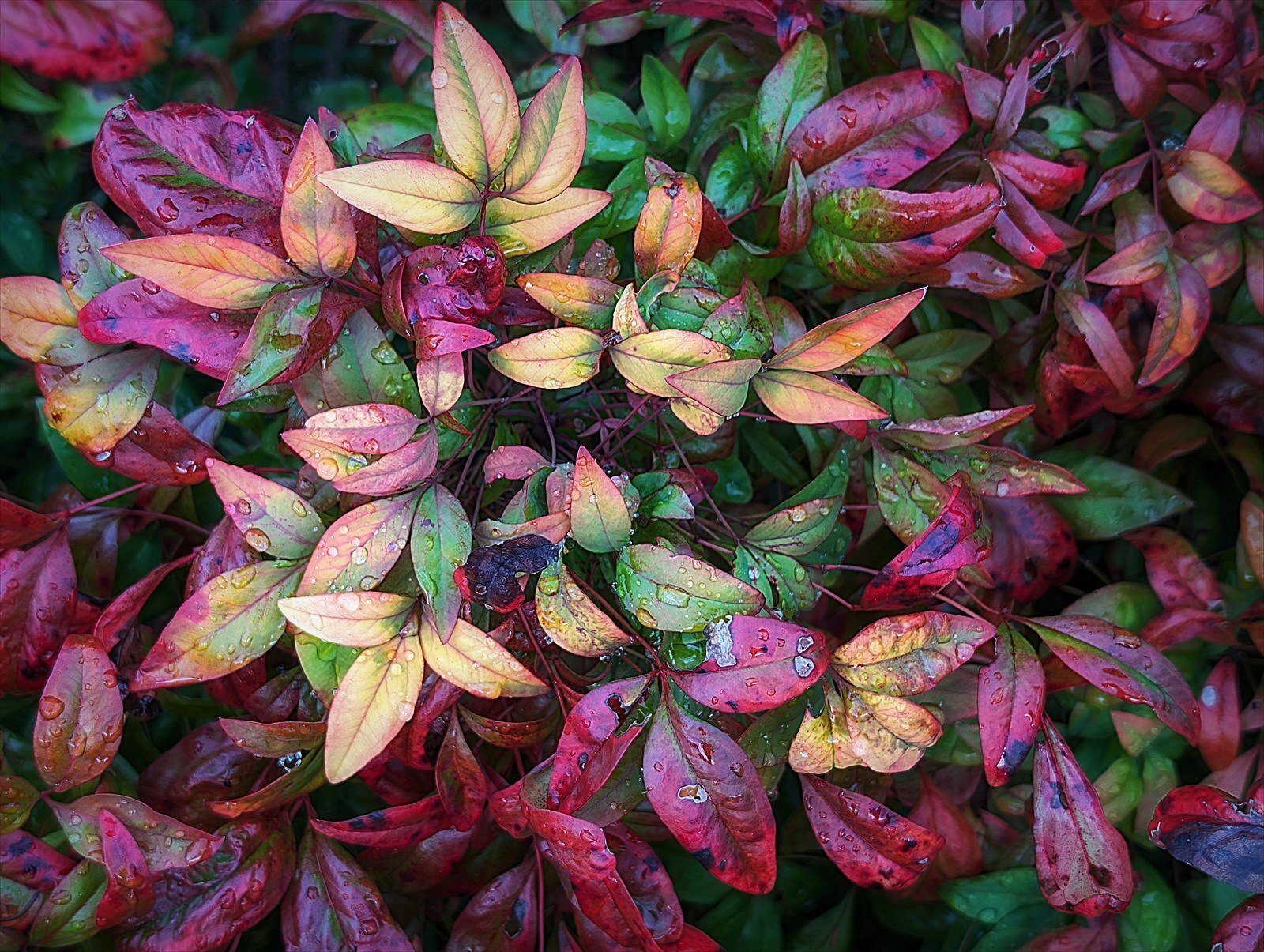 WINTER PLANTS オタフクナンテン｜annon