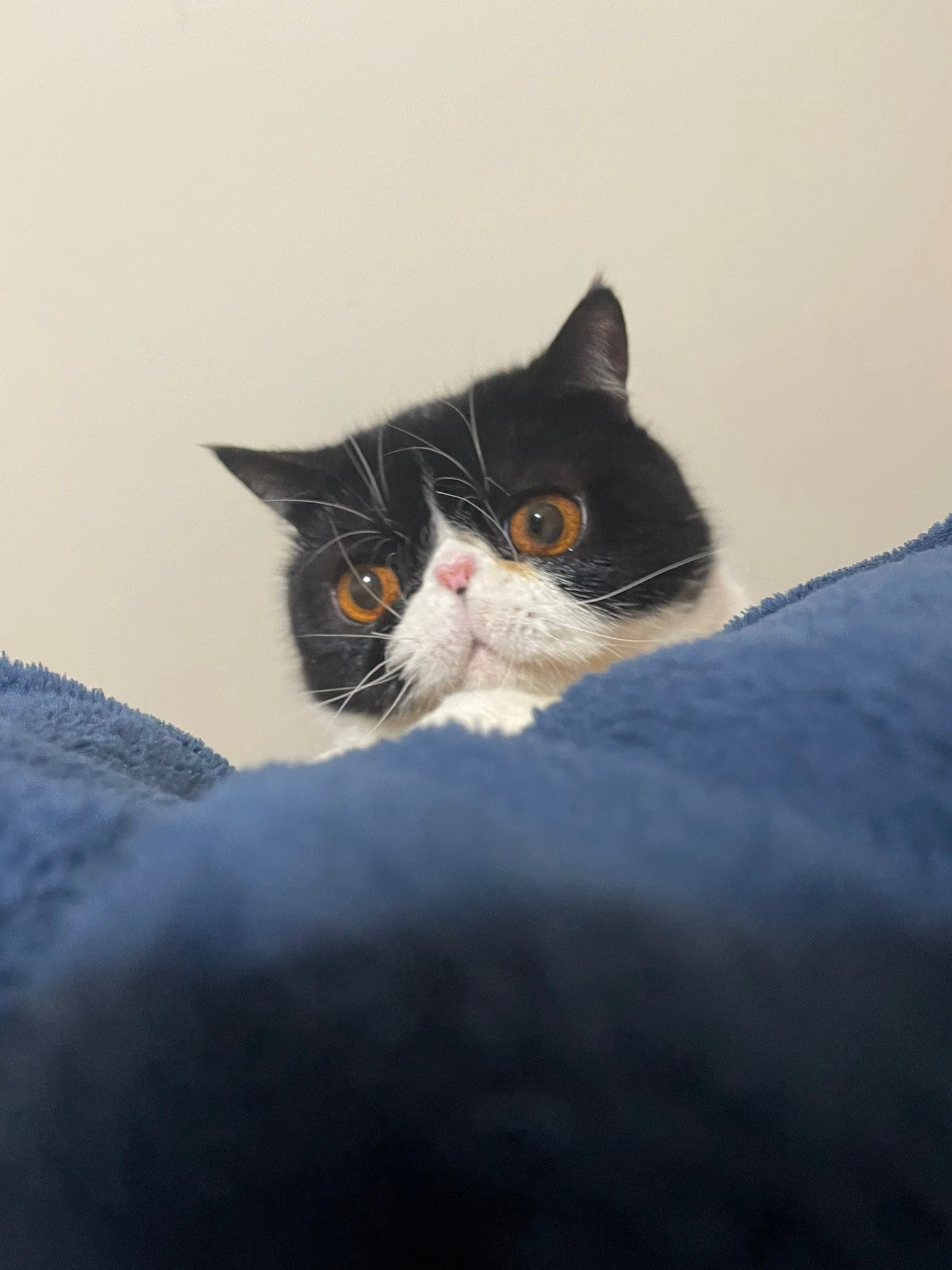 アゴが外れてませんか…？豪快すぎる猫ちゃんの大きなあくび姿が