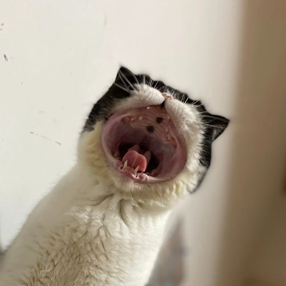 アゴが外れてませんか…？豪快すぎる猫ちゃんの大きなあくび姿が