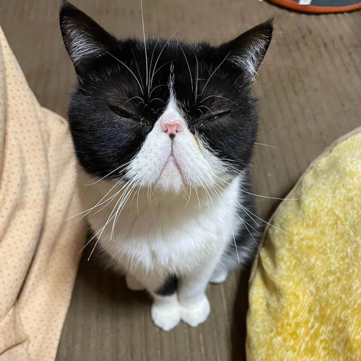 アゴが外れてませんか…？豪快すぎる猫ちゃんの大きなあくび姿が