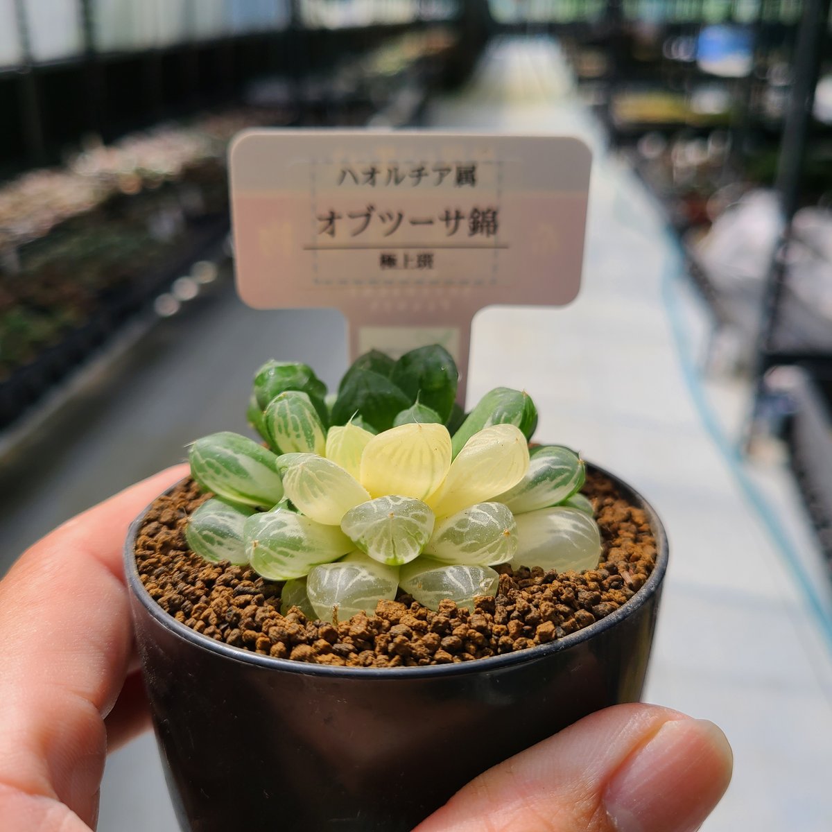 ハオルチア 酒呑童子錦（20H おそわ ハオルチア 多肉植物 酒呑童子錦糊  