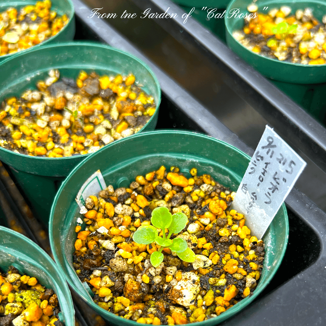 tomi　ビオラ　2ポット ビオラ2度目のポット増し｜Cat rose 「ガーデニングブログ Cat Roseの