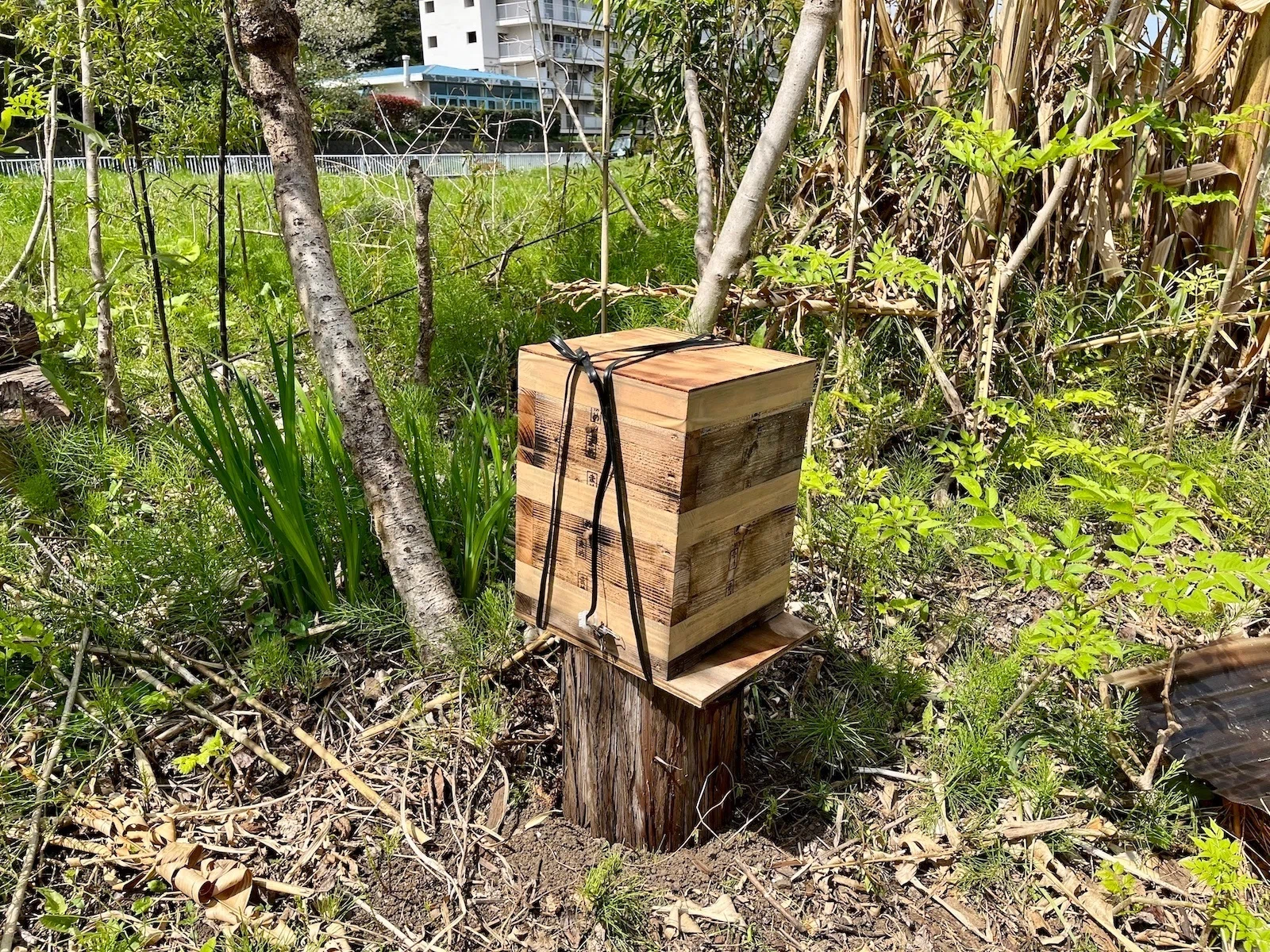 ミツバチの巣箱の設置と枇杷の木の移植 農業体験@神奈川県｜だいじー