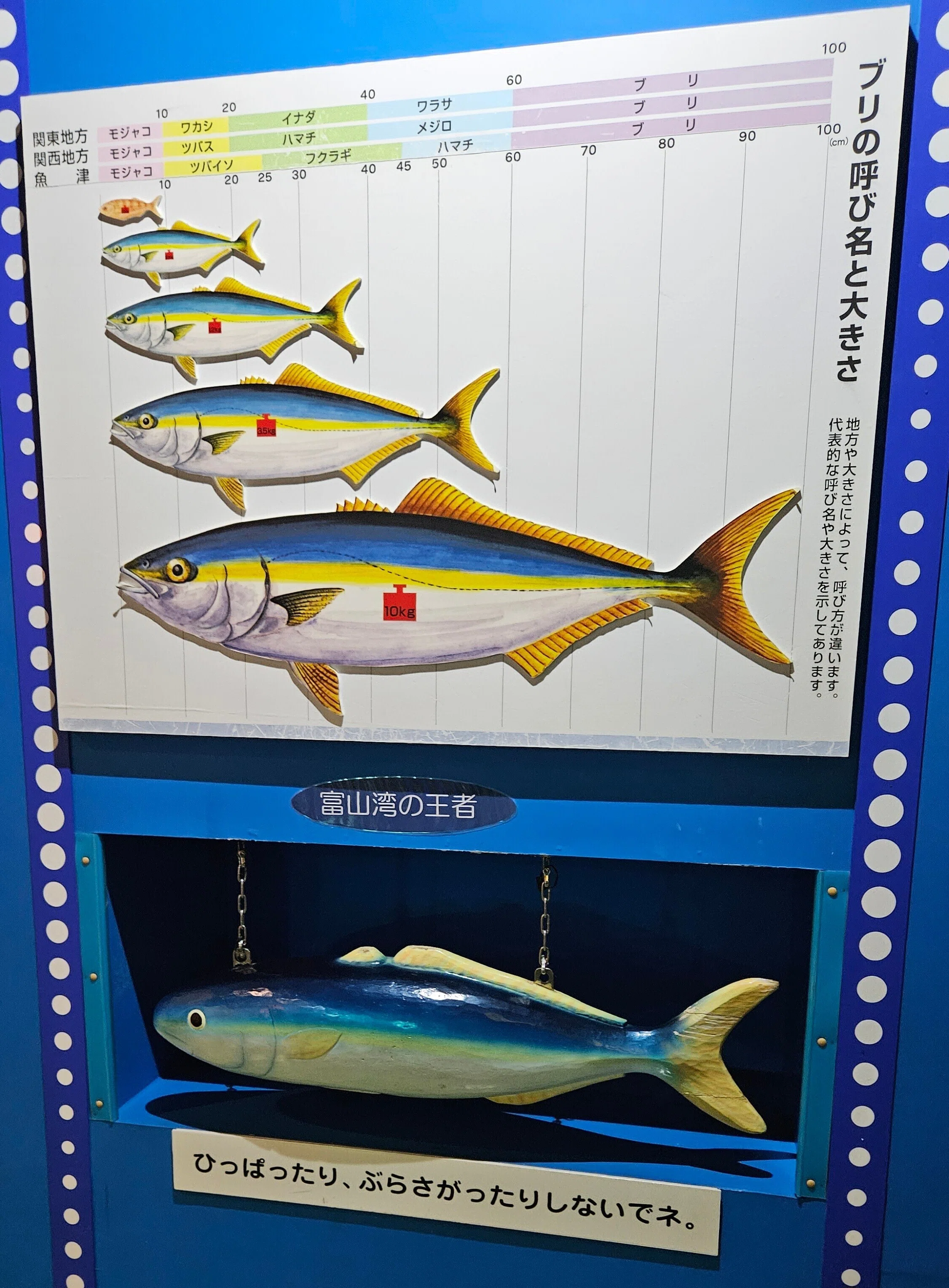 全国水族館の旅【16】魚津水族館｜美原さつき