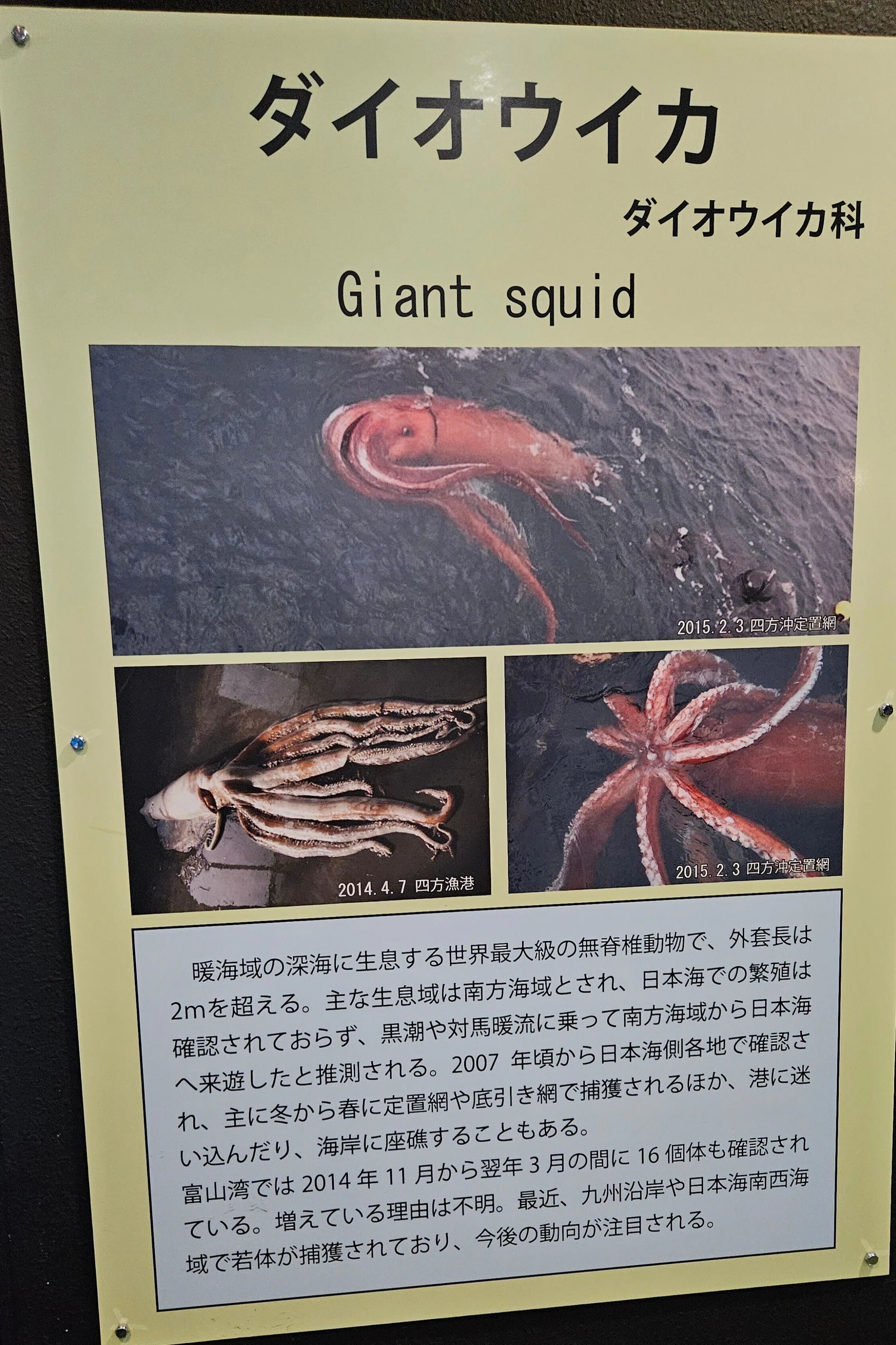 全国水族館の旅【16】魚津水族館｜美原さつき