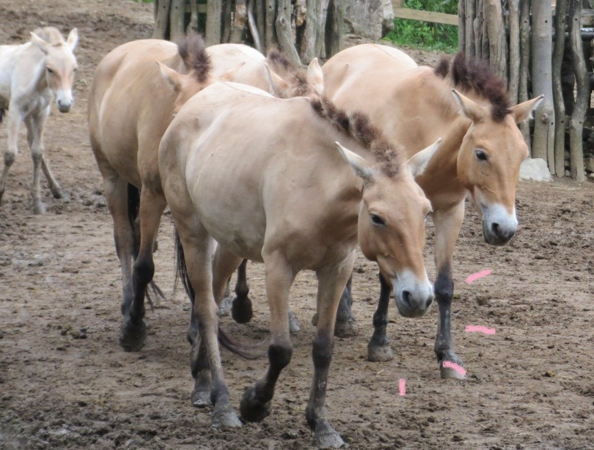 笑う動物たちに癒やされた日々｜難波ノラ／Norah NAMBA