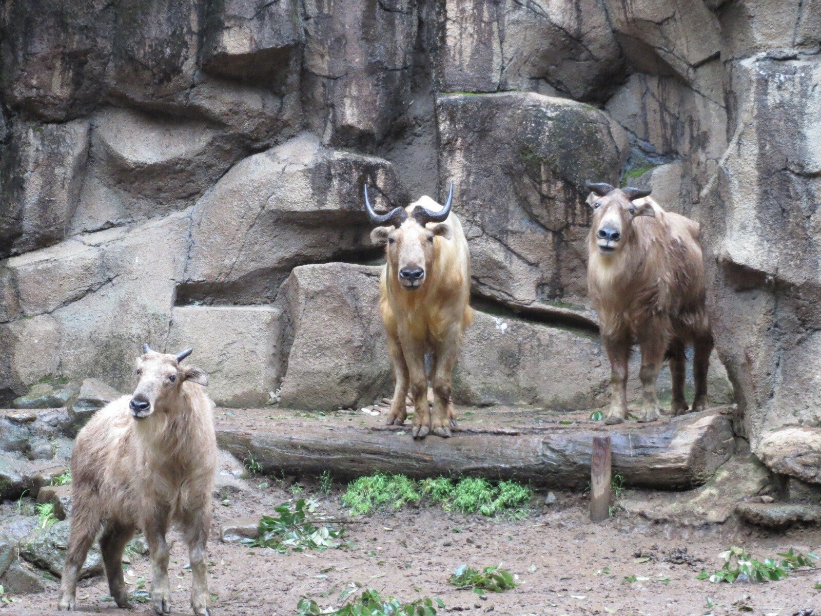 笑う動物たちに癒やされた日々｜難波ノラ／Norah NAMBA