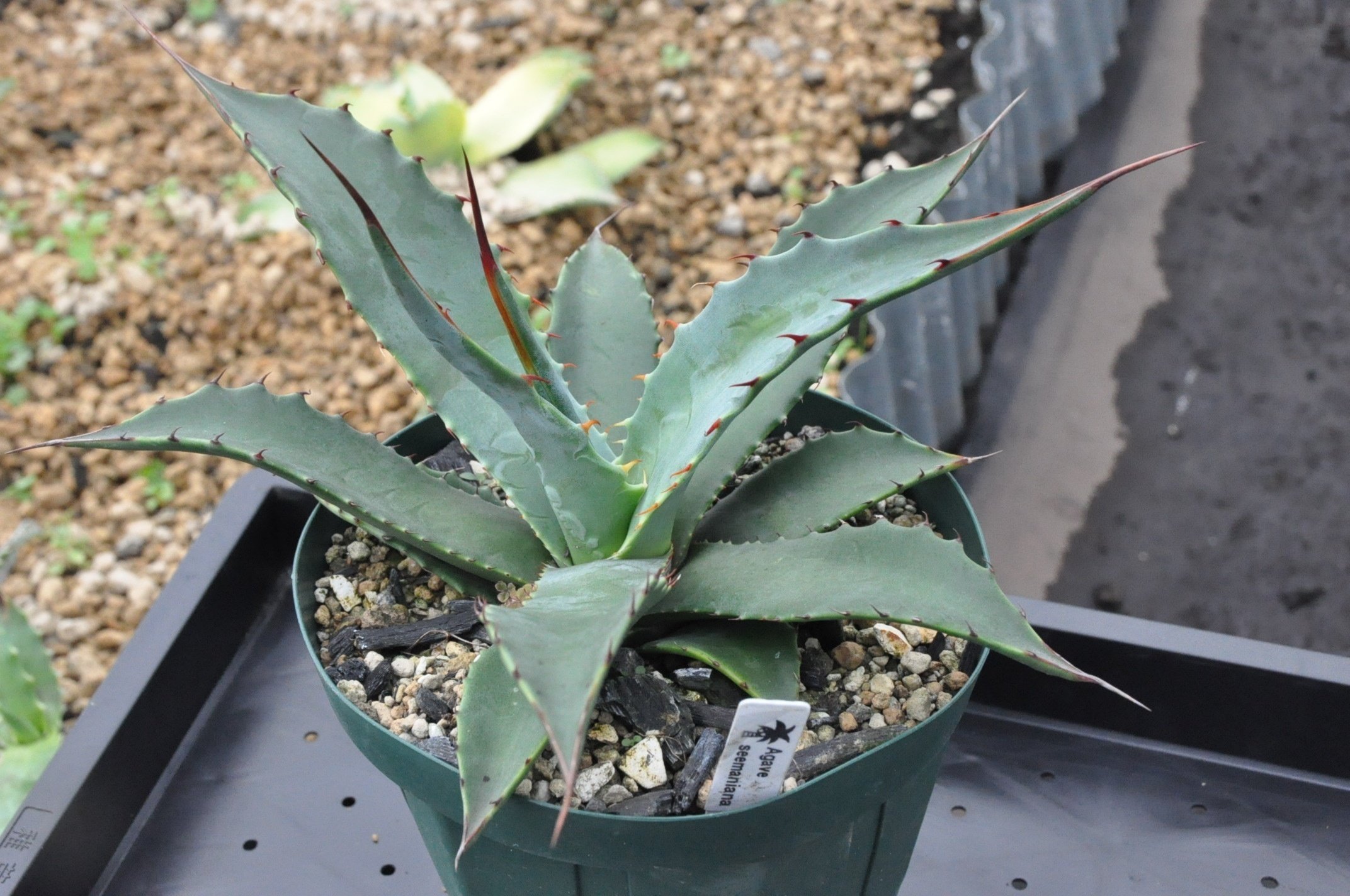 アガベ TMMM AGAVE TITANOTA】アガベ チタノタ ムチムチ 肉厚ダルマ 極小｜アガベ