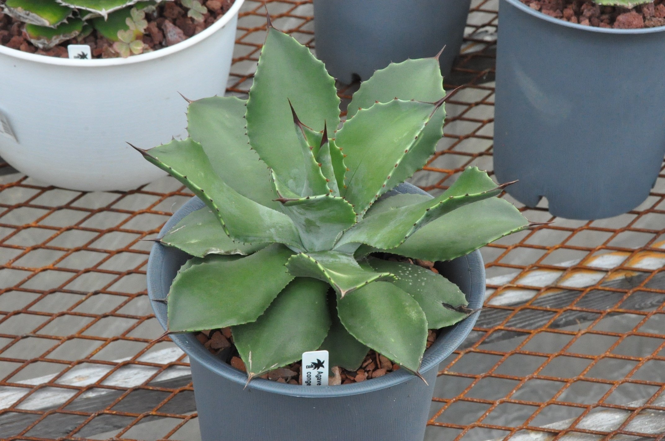 Agave hybrid 百鬼夜行その2 👻魍魎👻 特白肌怒雷神×妖炎