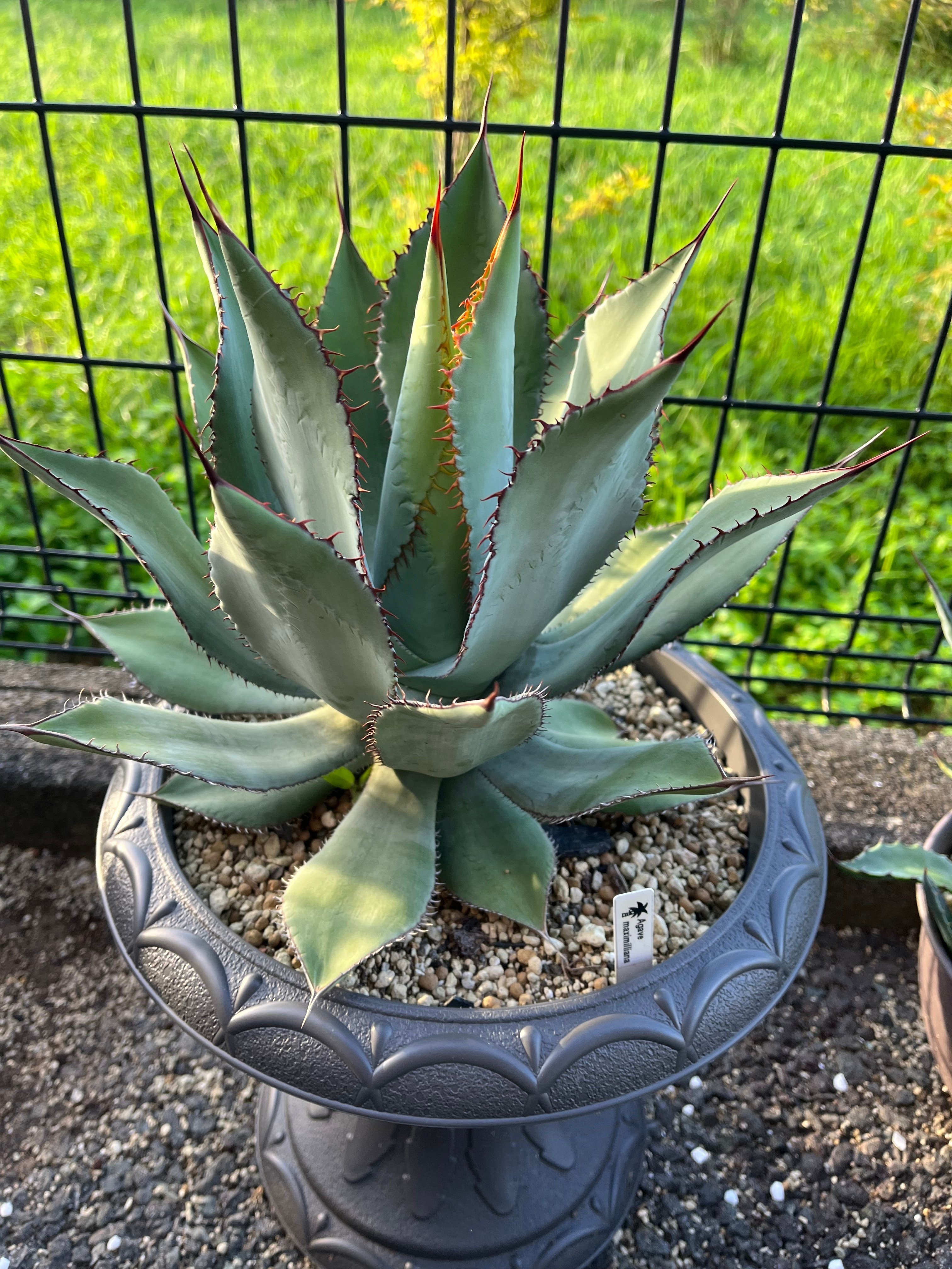 アガベ ベルナエ アガベ 品種紹介（Crenatae節）｜KKGREEN