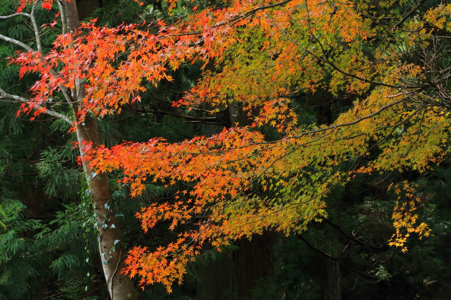 平泉寺惜秋 #6(最終回)|北野武男