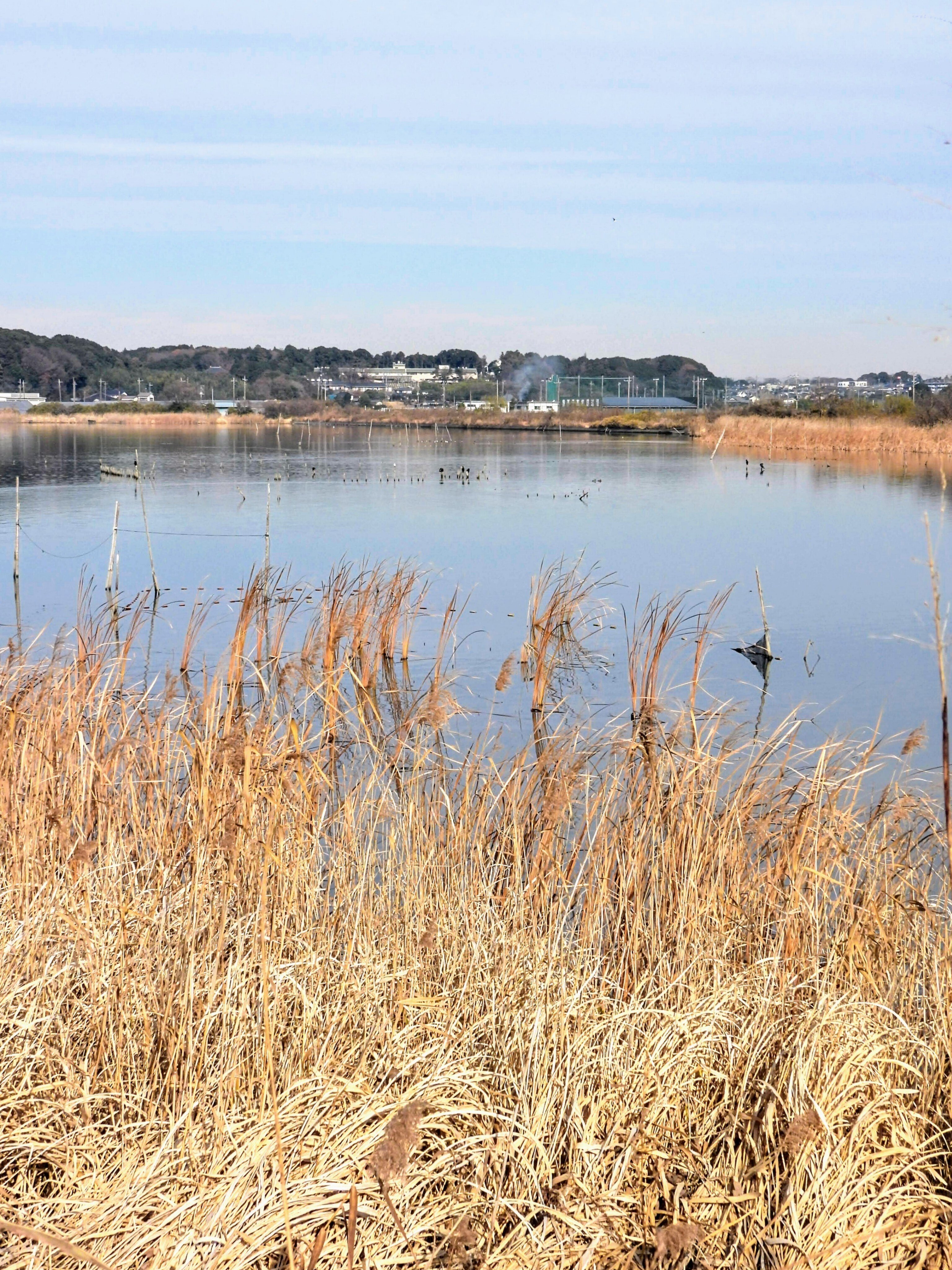 千葉手賀沼の自然を描く,日下賢二「風景」6号号油彩,朝の水鳥の群れ,野鳥の作家 千葉手賀沼の自然を描く，日下賢二「風景」6号号油彩，朝の水鳥