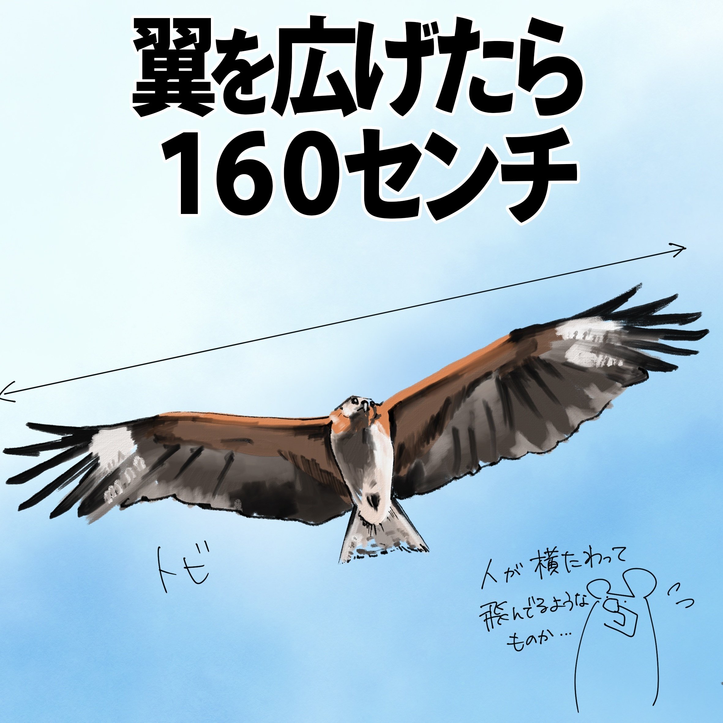 翼を広げたら160センチ｜トビ｜くますけ｜自然ガイド・クリエイター