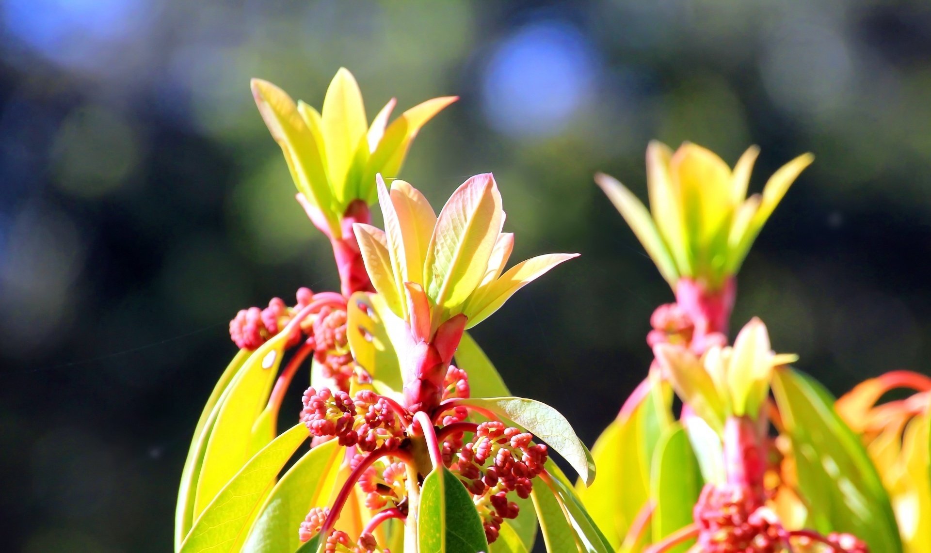 楪（ゆずりは）旧年から新年へ｜鈴木咲子/ Sakiko Suzuki